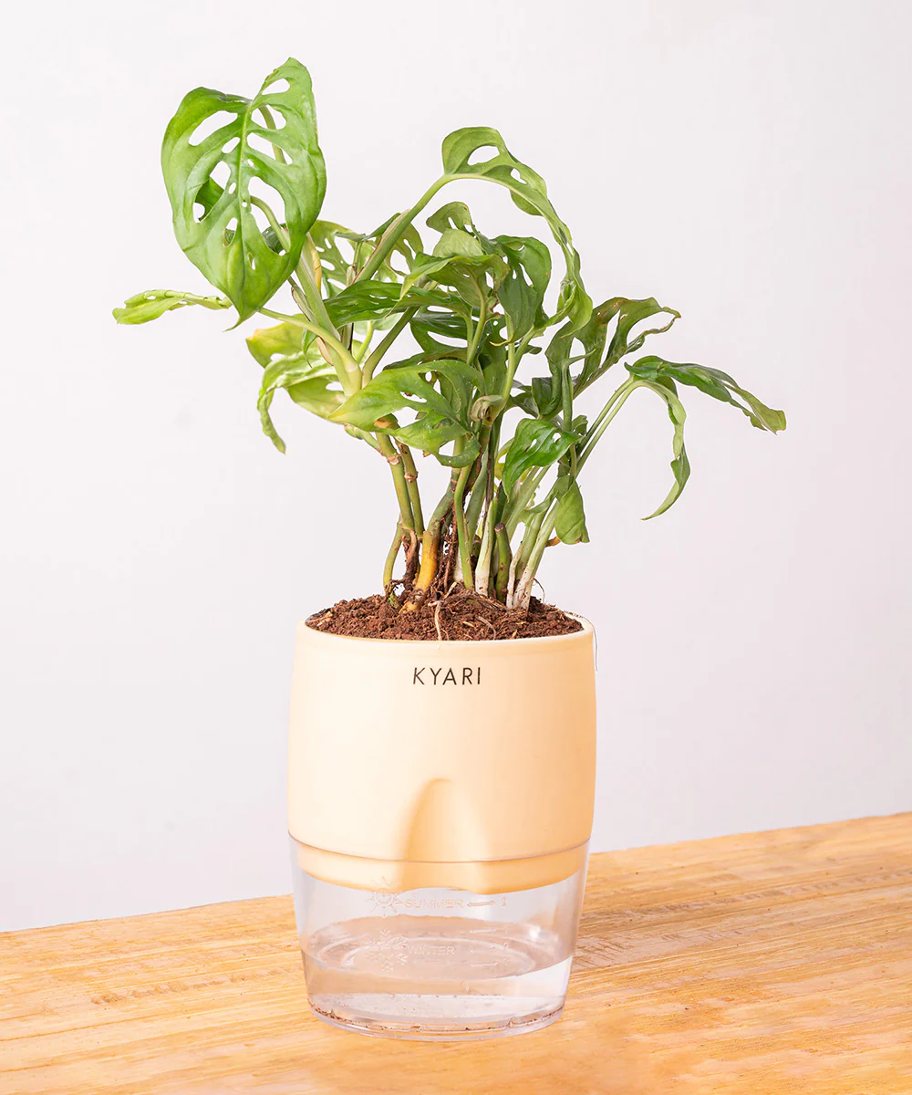 Philodendron Broken Heart Plant With Self Watering Pot - Image 10
