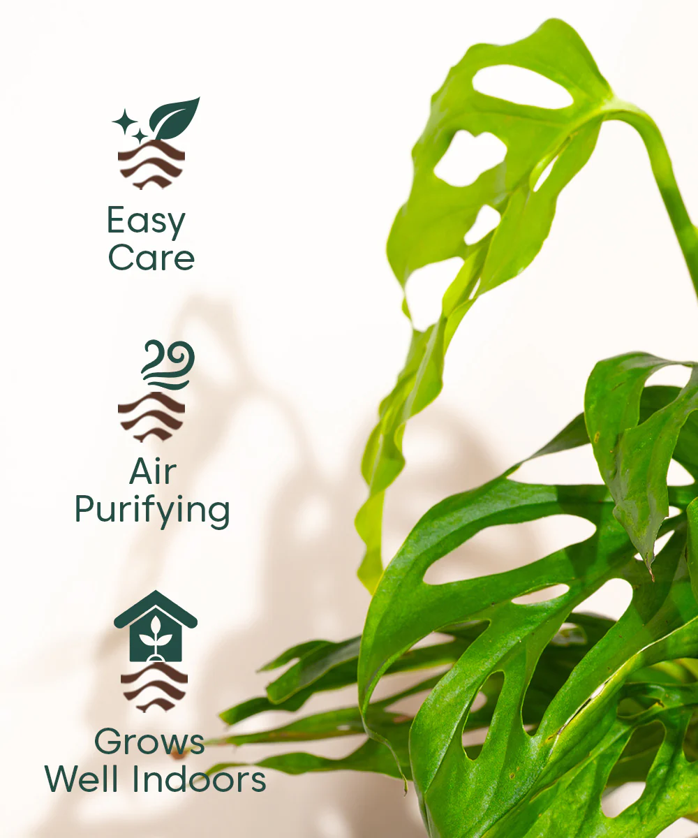 Philodendron Broken Heart Plant With Self Watering Pot - Image 105
