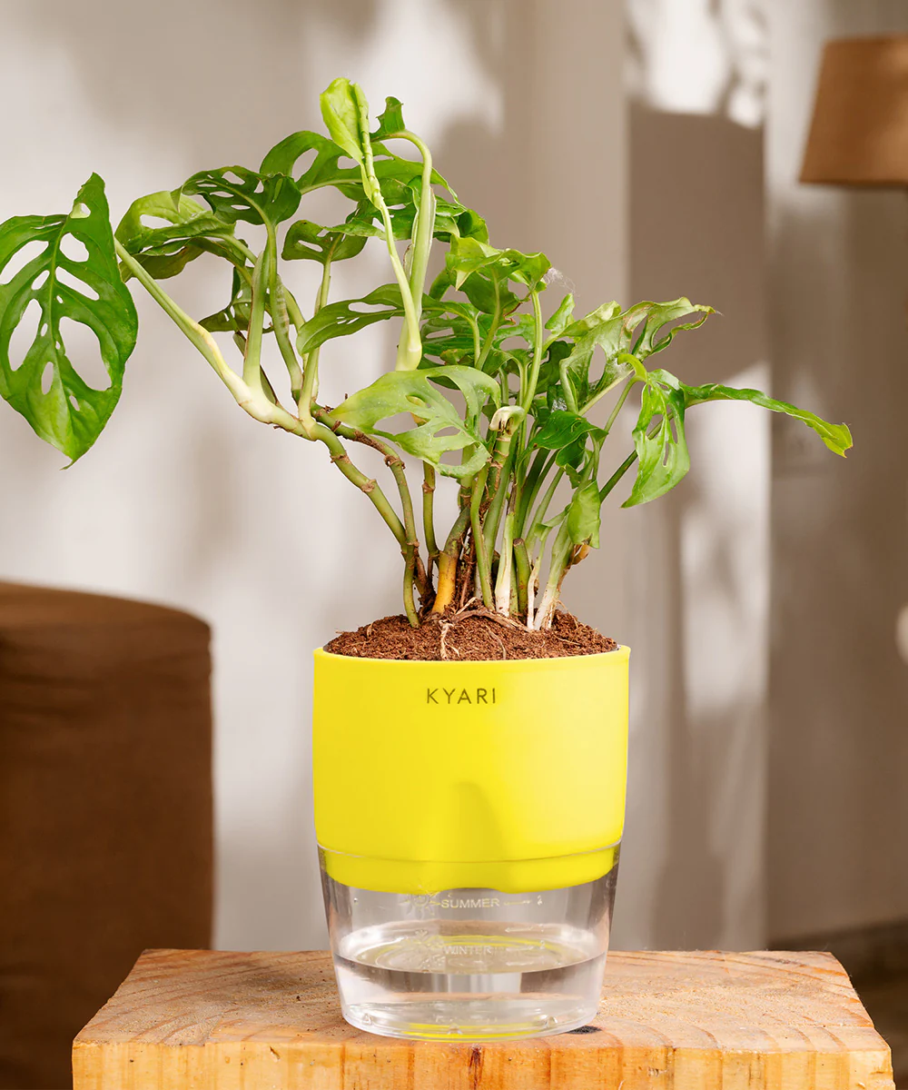 Philodendron Broken Heart Plant With Self Watering Pot - Image 15