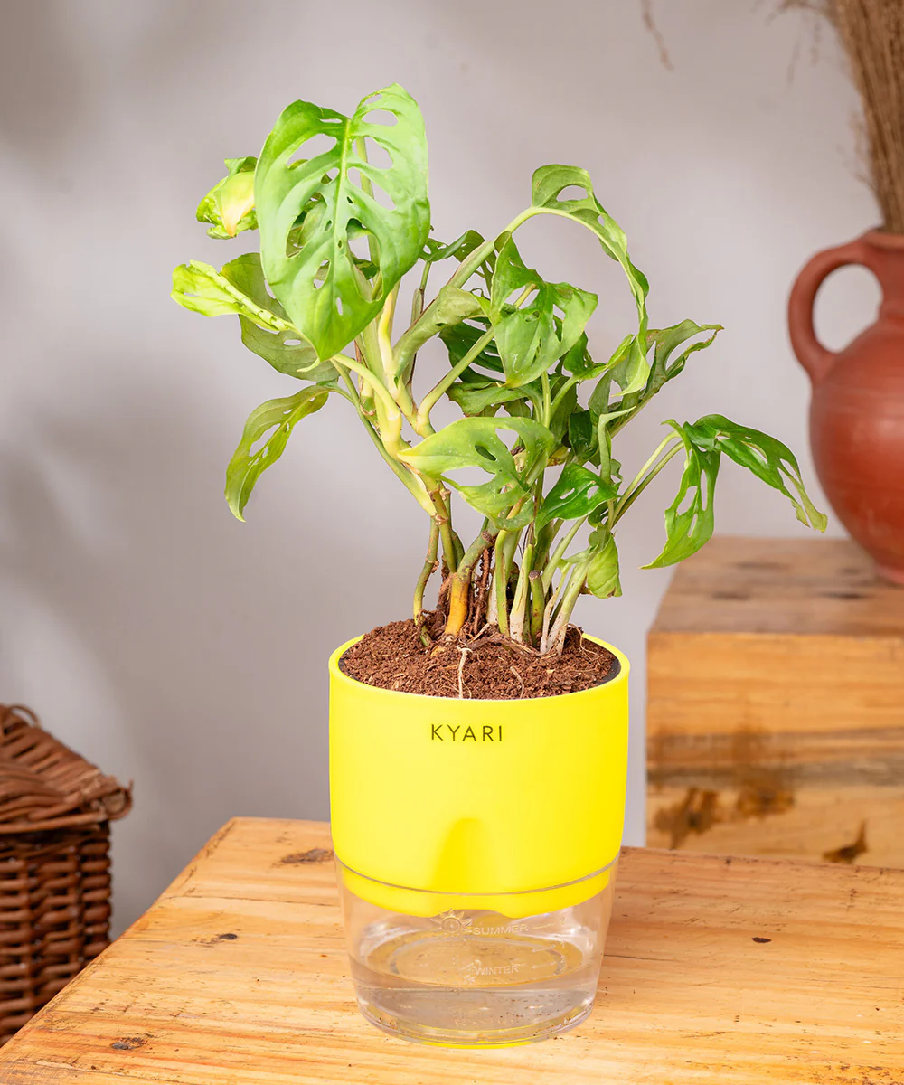 Philodendron Broken Heart Plant With Self Watering Pot - Image 16