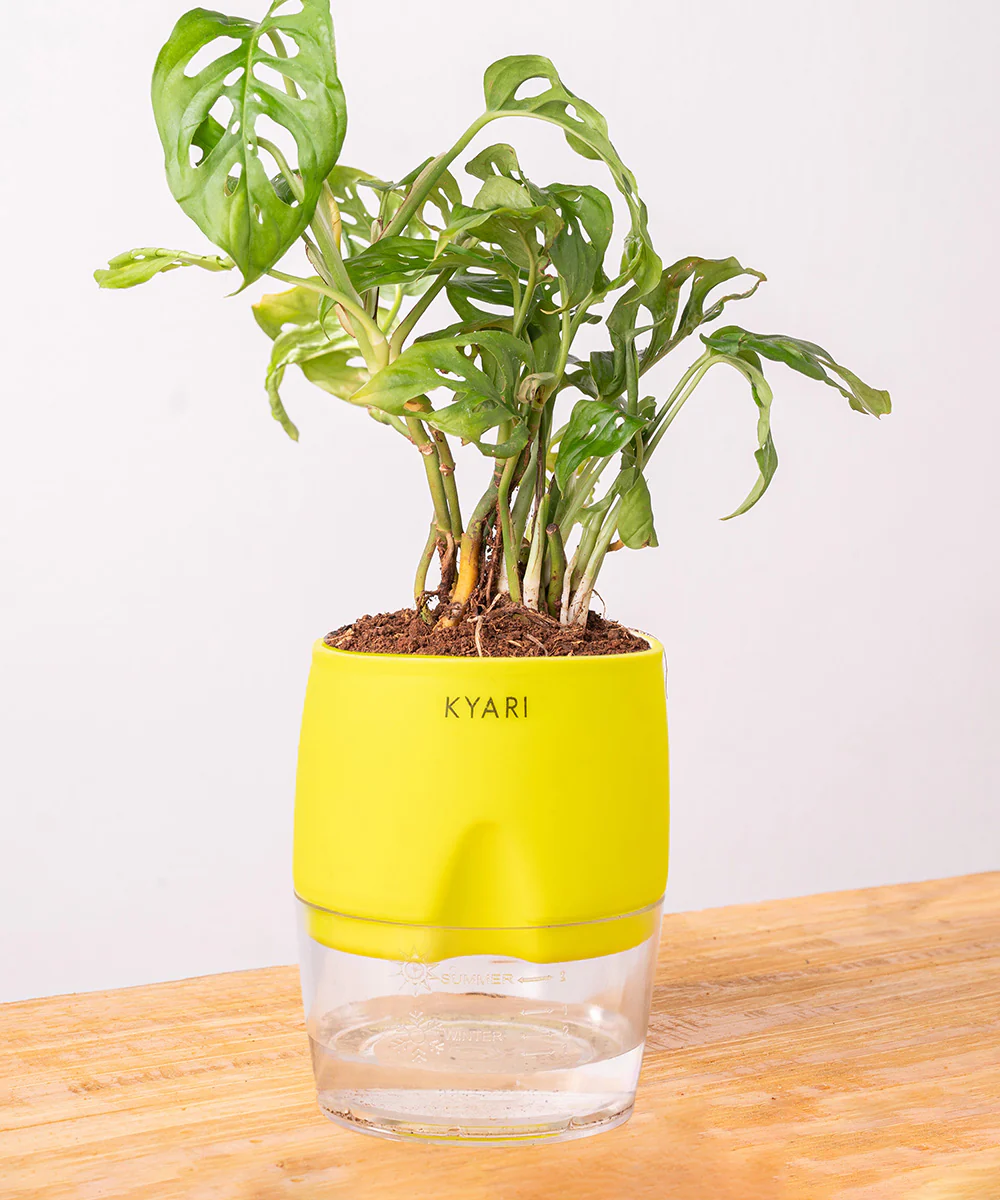 Philodendron Broken Heart Plant With Self Watering Pot - Image 17
