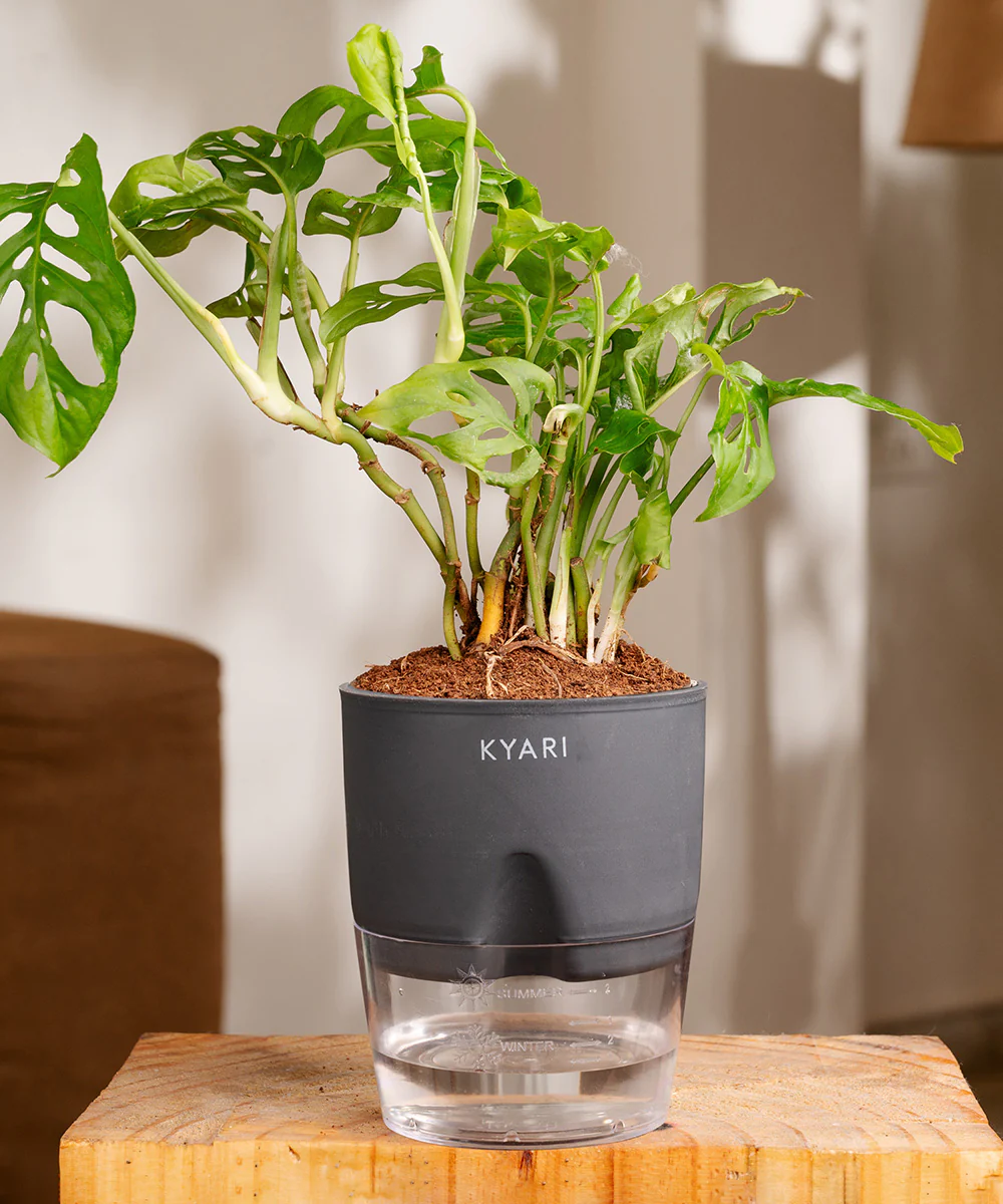 Philodendron Broken Heart Plant With Self Watering Pot - Image 22