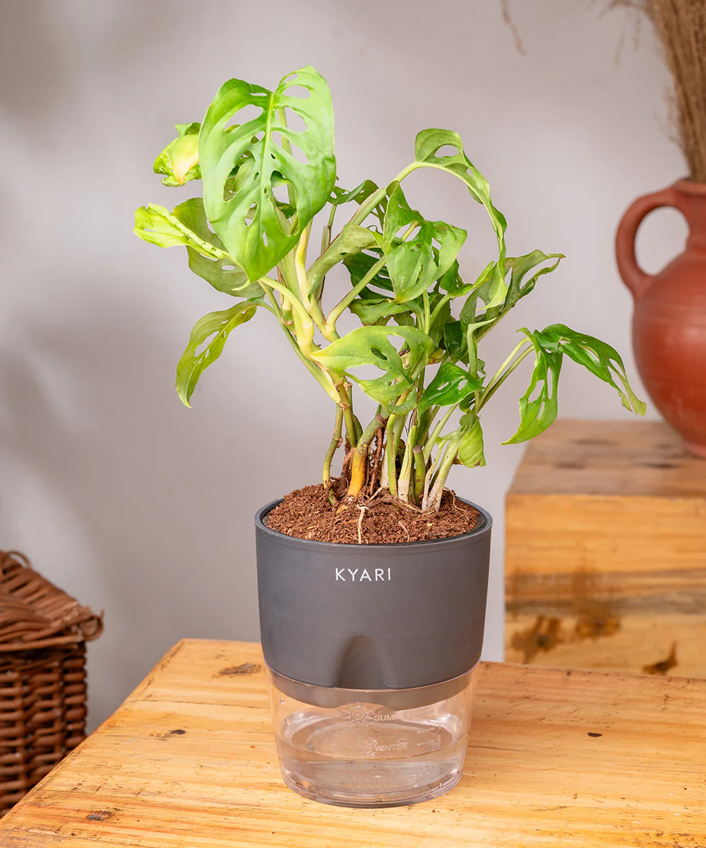 Philodendron Broken Heart Plant With Self Watering Pot - Image 23