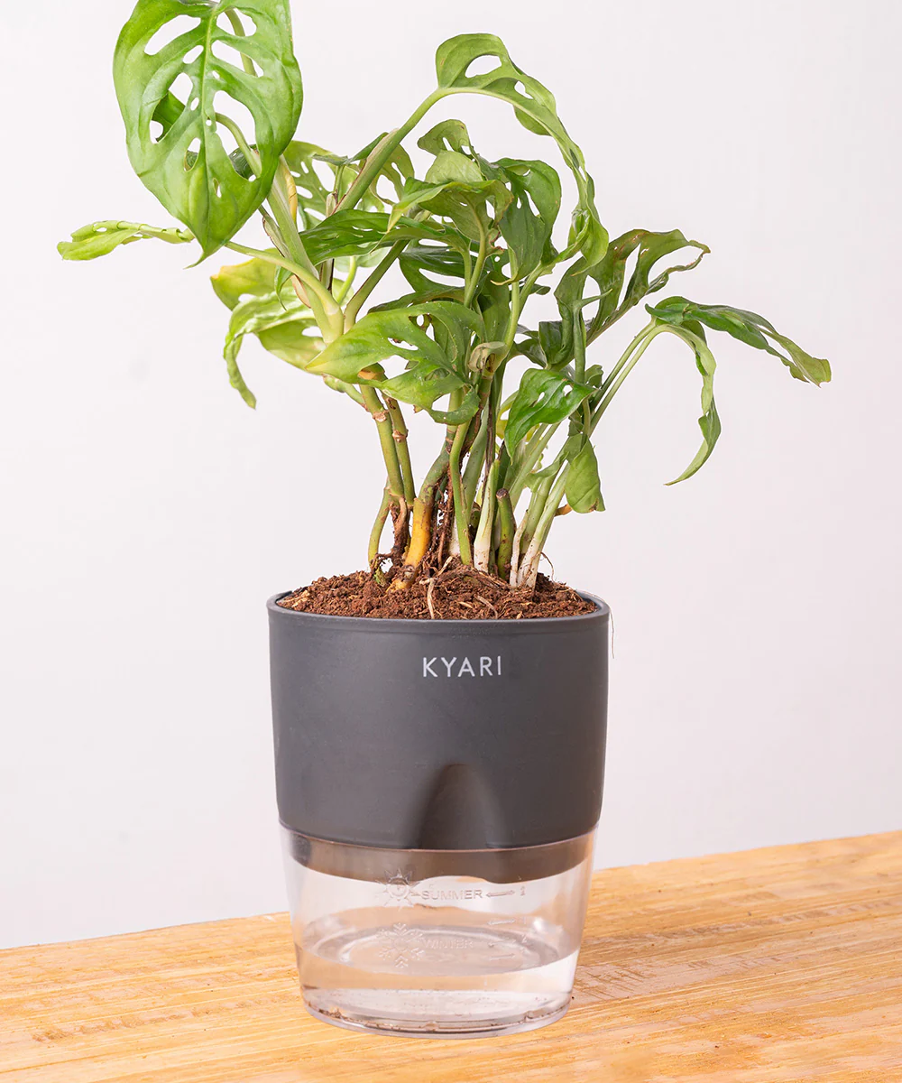 Philodendron Broken Heart Plant With Self Watering Pot - Image 24