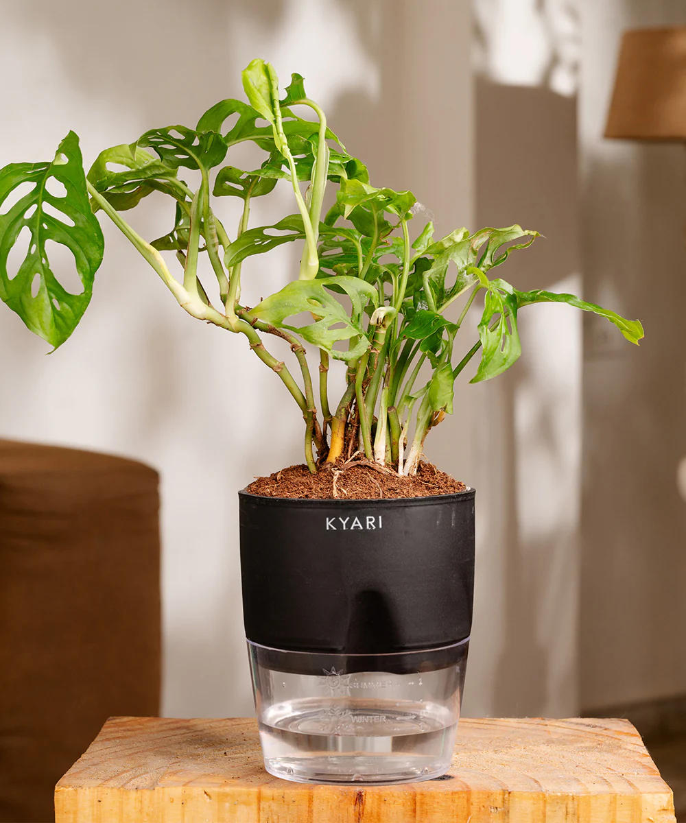 Philodendron Broken Heart Plant With Self Watering Pot - Image 29