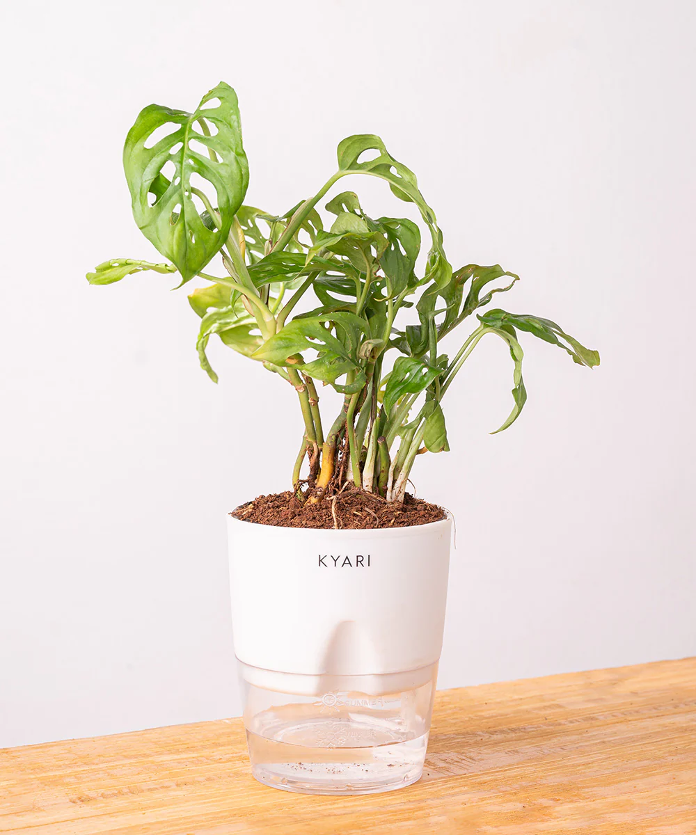 Philodendron Broken Heart Plant With Self Watering Pot - Image 3