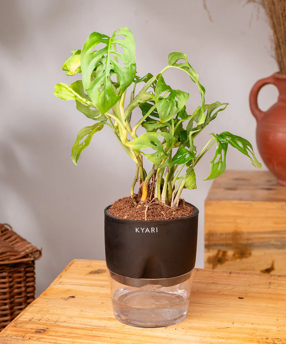 Philodendron Broken Heart Plant With Self Watering Pot - Image 30