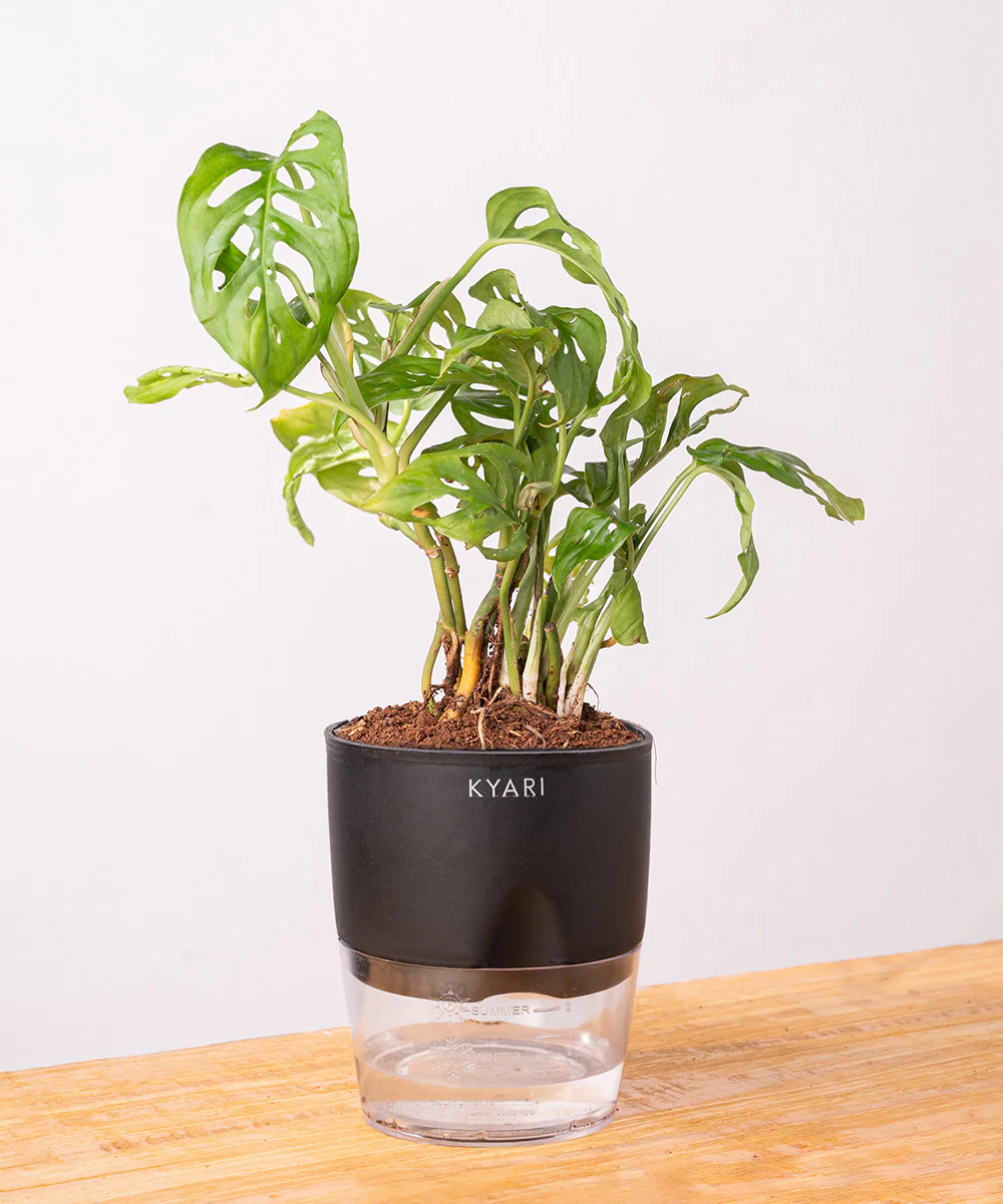 Philodendron Broken Heart Plant With Self Watering Pot - Image 31