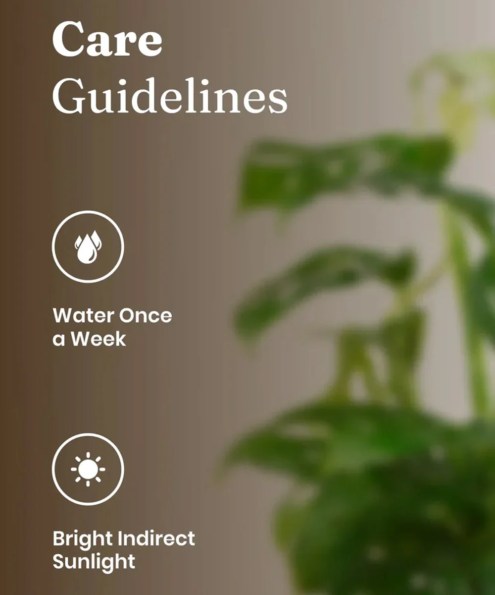 Philodendron Broken Heart Plant With Self Watering Pot - Image 33