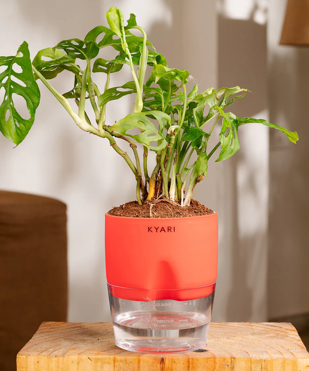 Philodendron Broken Heart Plant With Self Watering Pot - Image 36