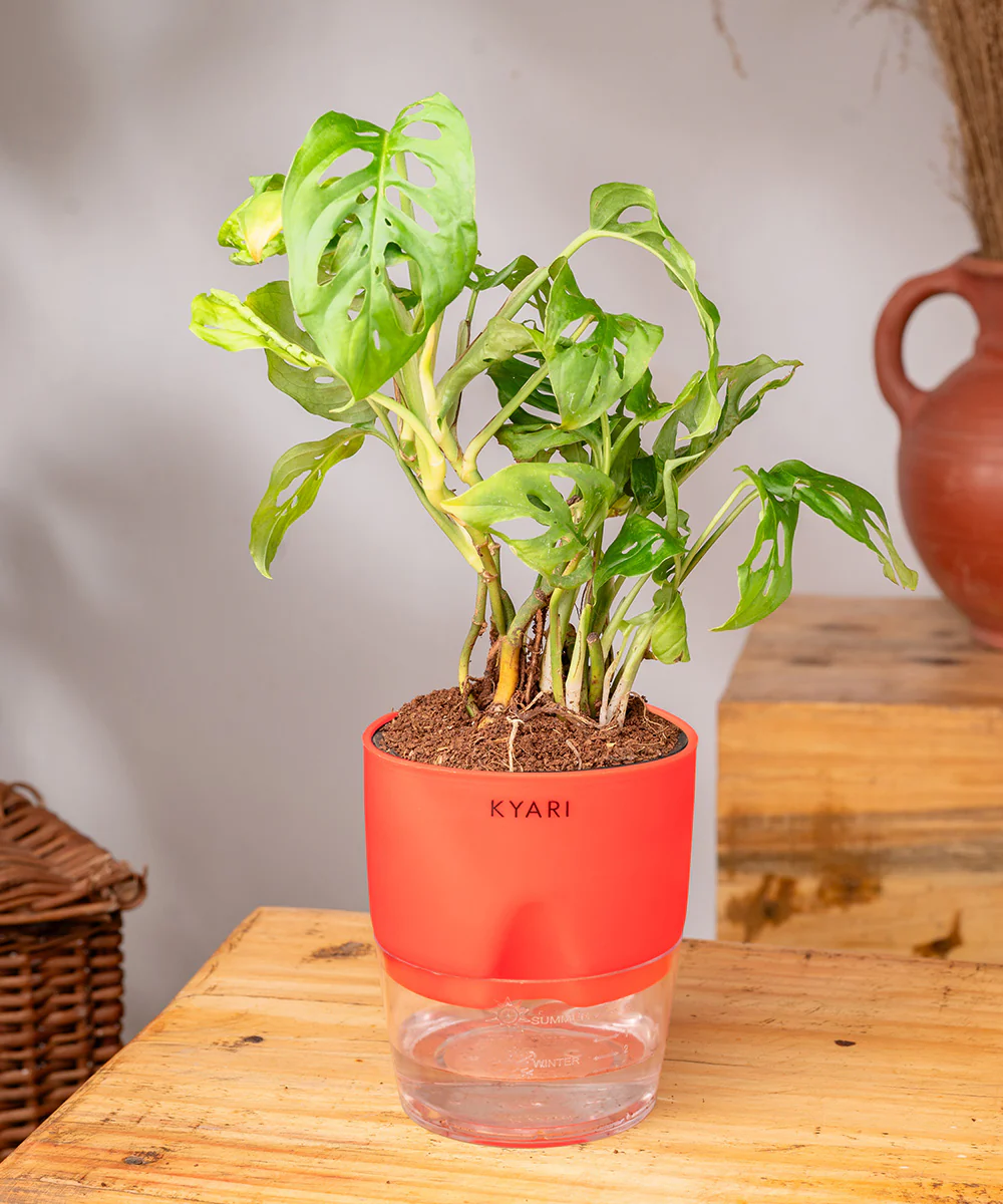 Philodendron Broken Heart Plant With Self Watering Pot - Image 37
