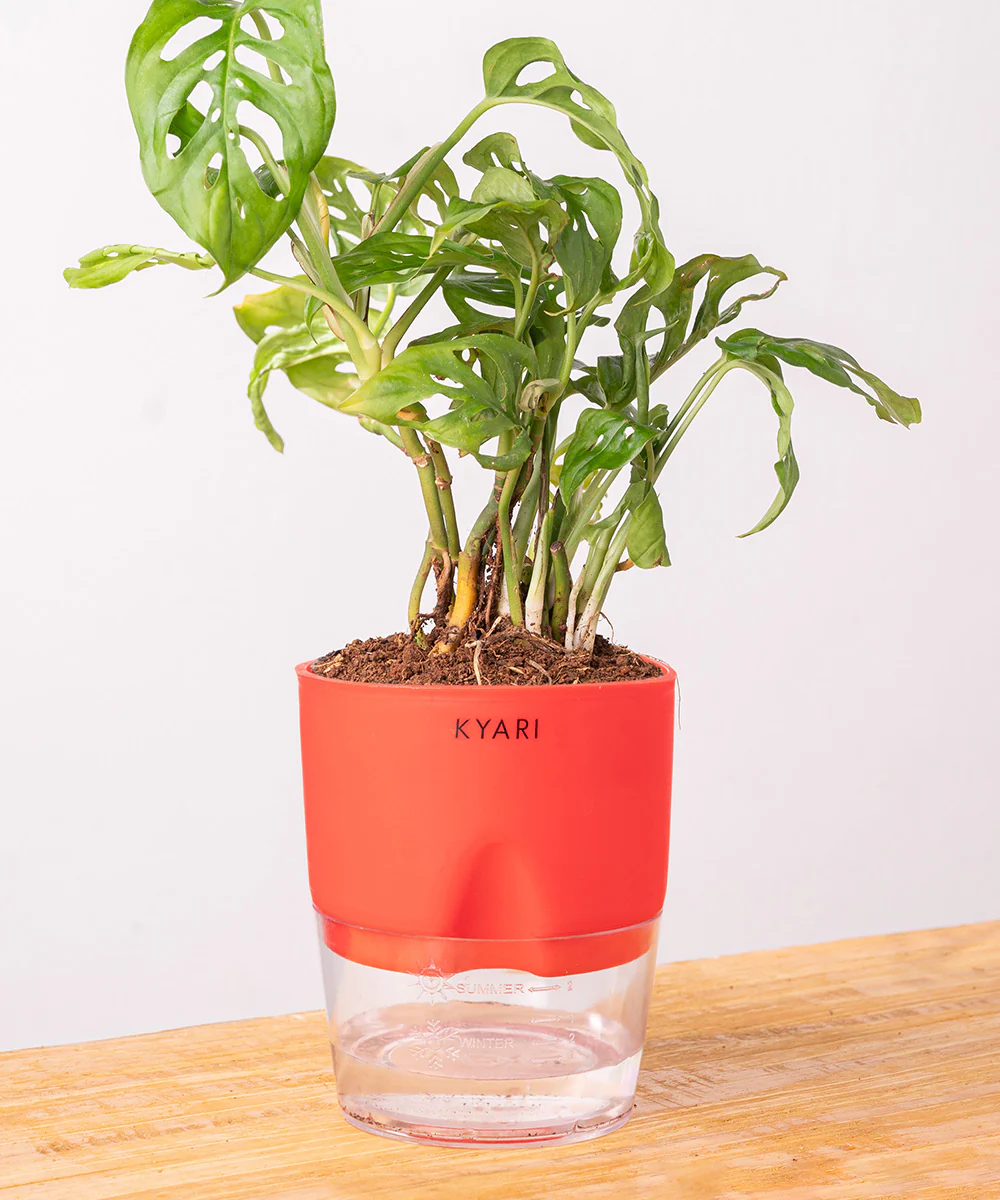 Philodendron Broken Heart Plant With Self Watering Pot - Image 38