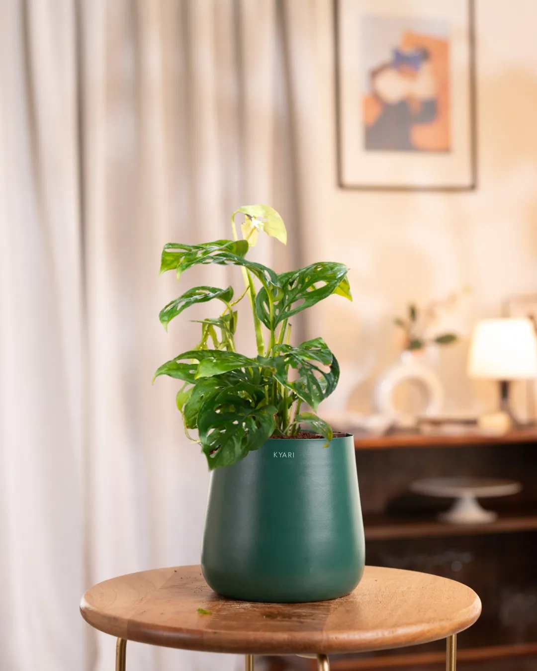 Philodendron Broken Heart Plant With Self Watering Pot - Image 49