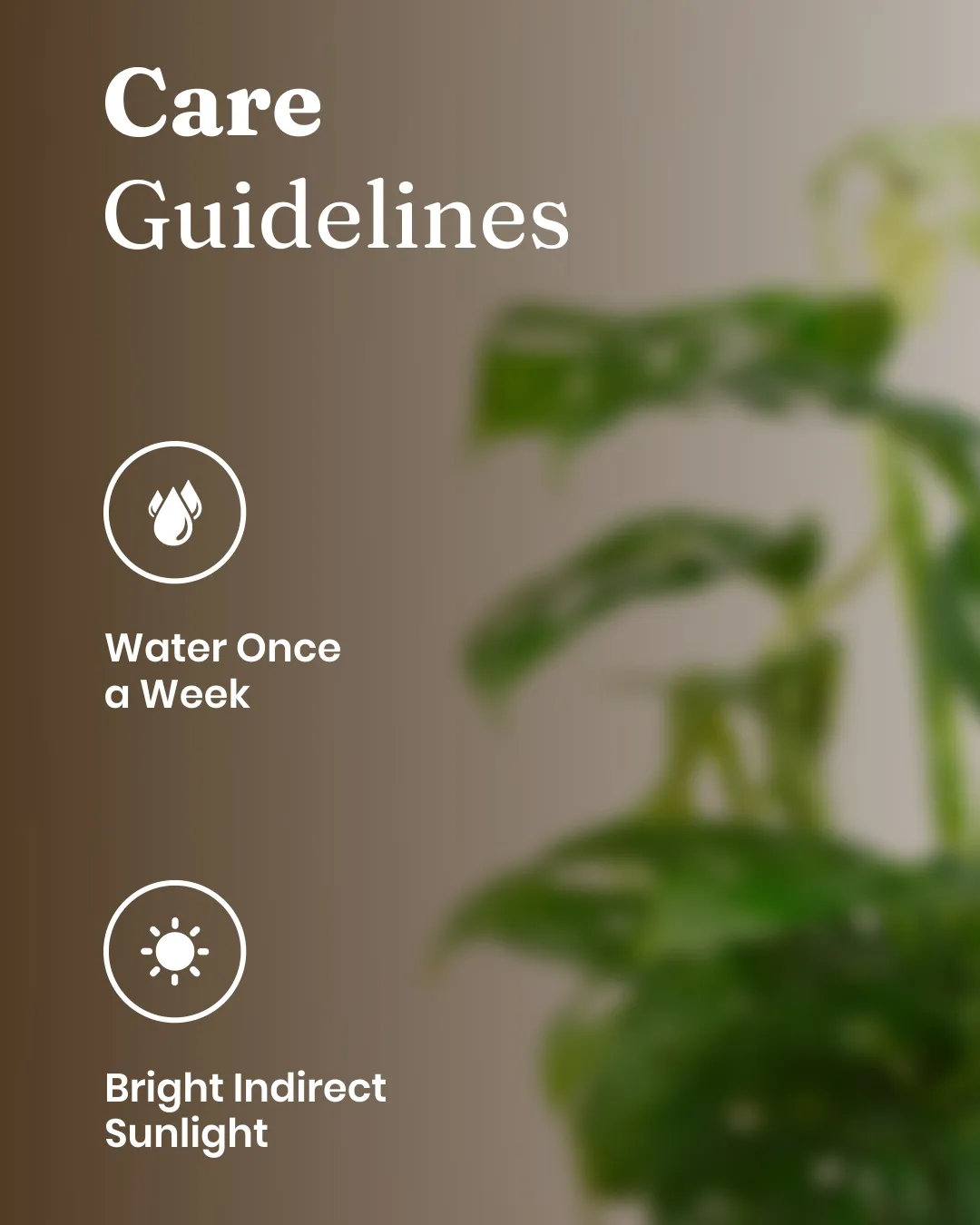 Philodendron Broken Heart Plant With Self Watering Pot - Image 53