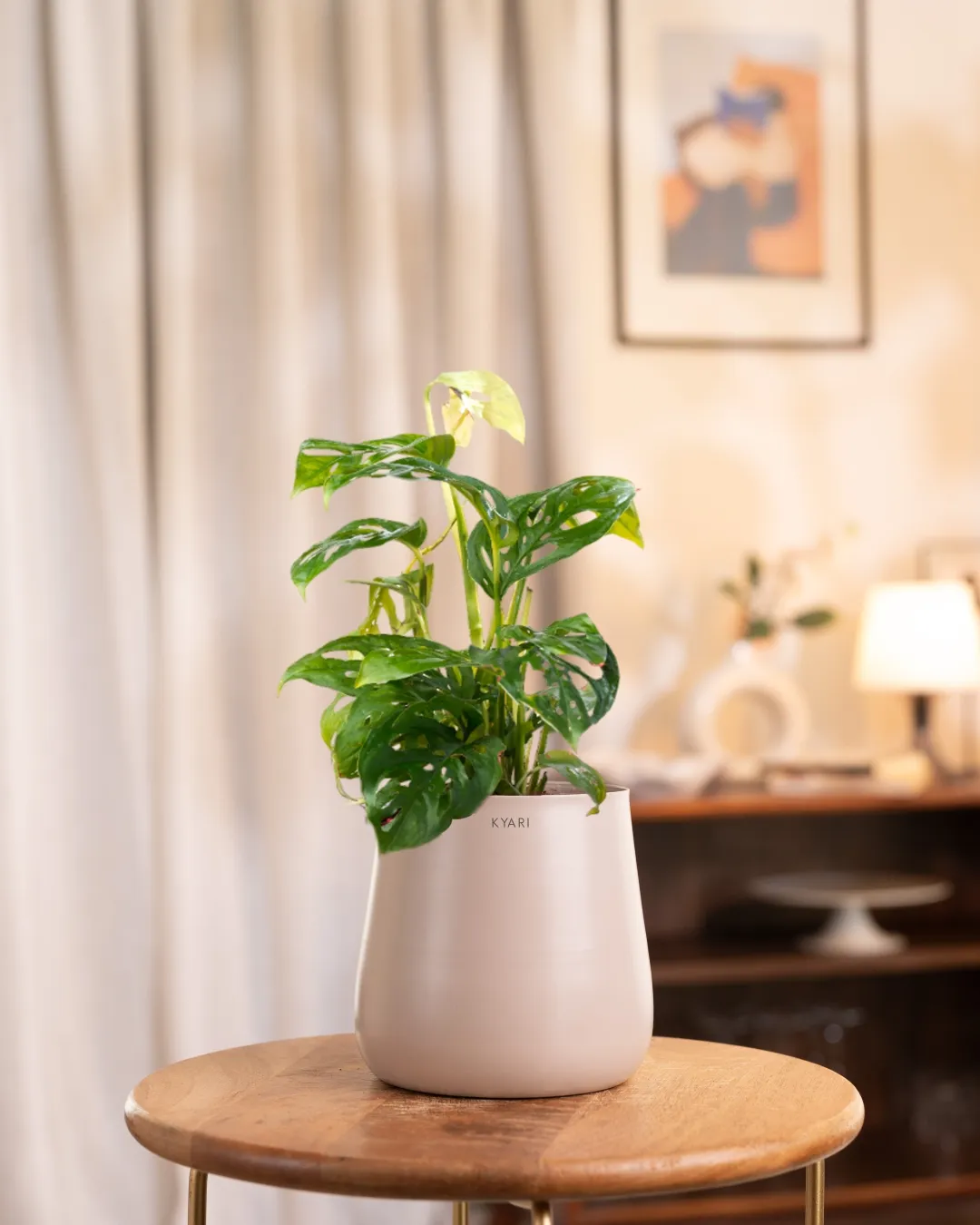 Philodendron Broken Heart Plant With Self Watering Pot - Image 67