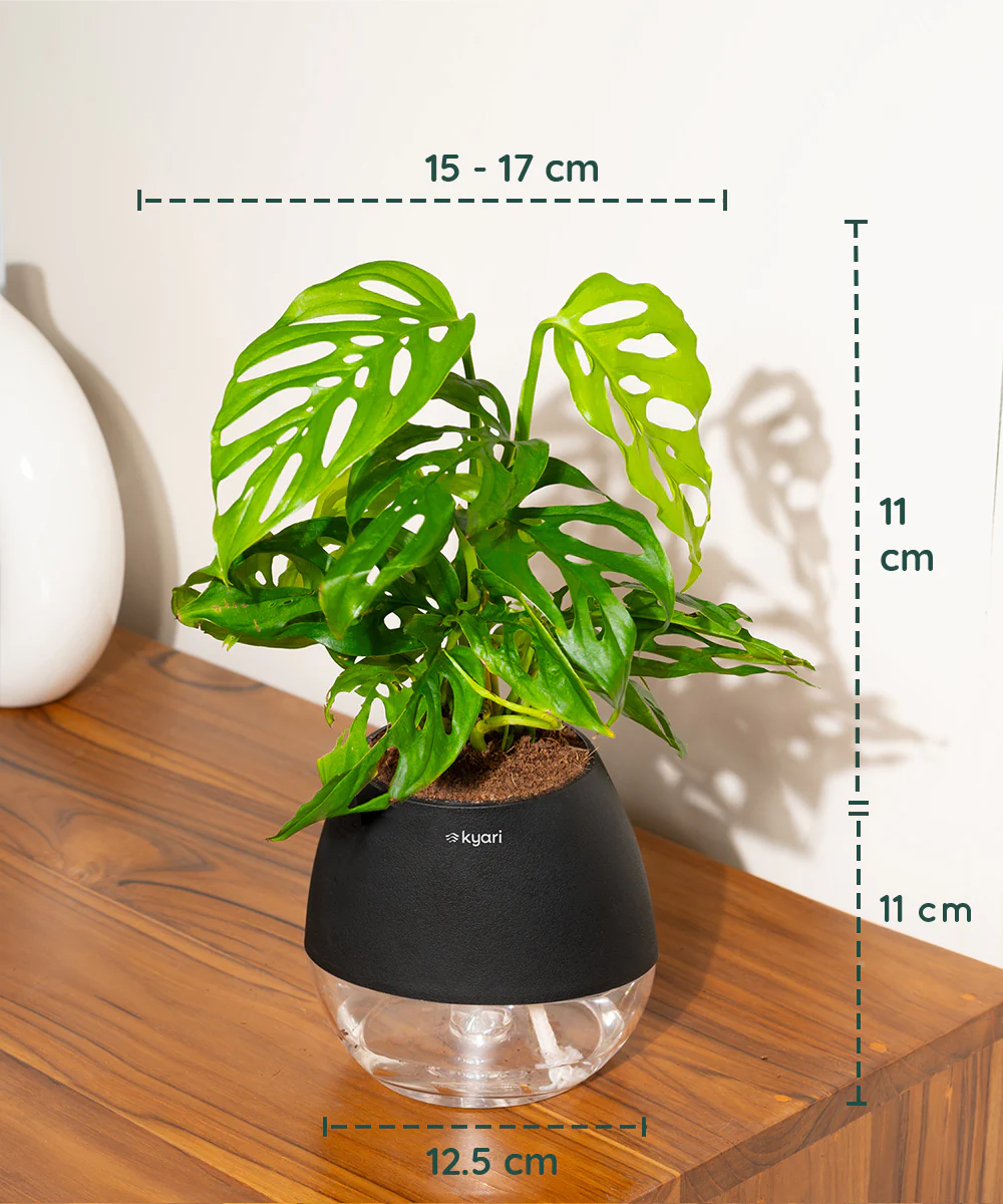 Philodendron Broken Heart Plant With Self Watering Pot - Image 72