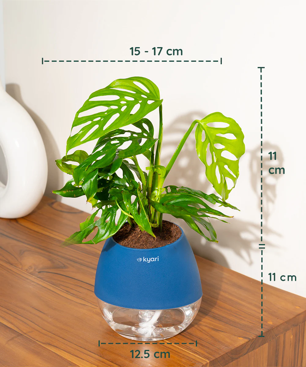 Philodendron Broken Heart Plant With Self Watering Pot - Image 78