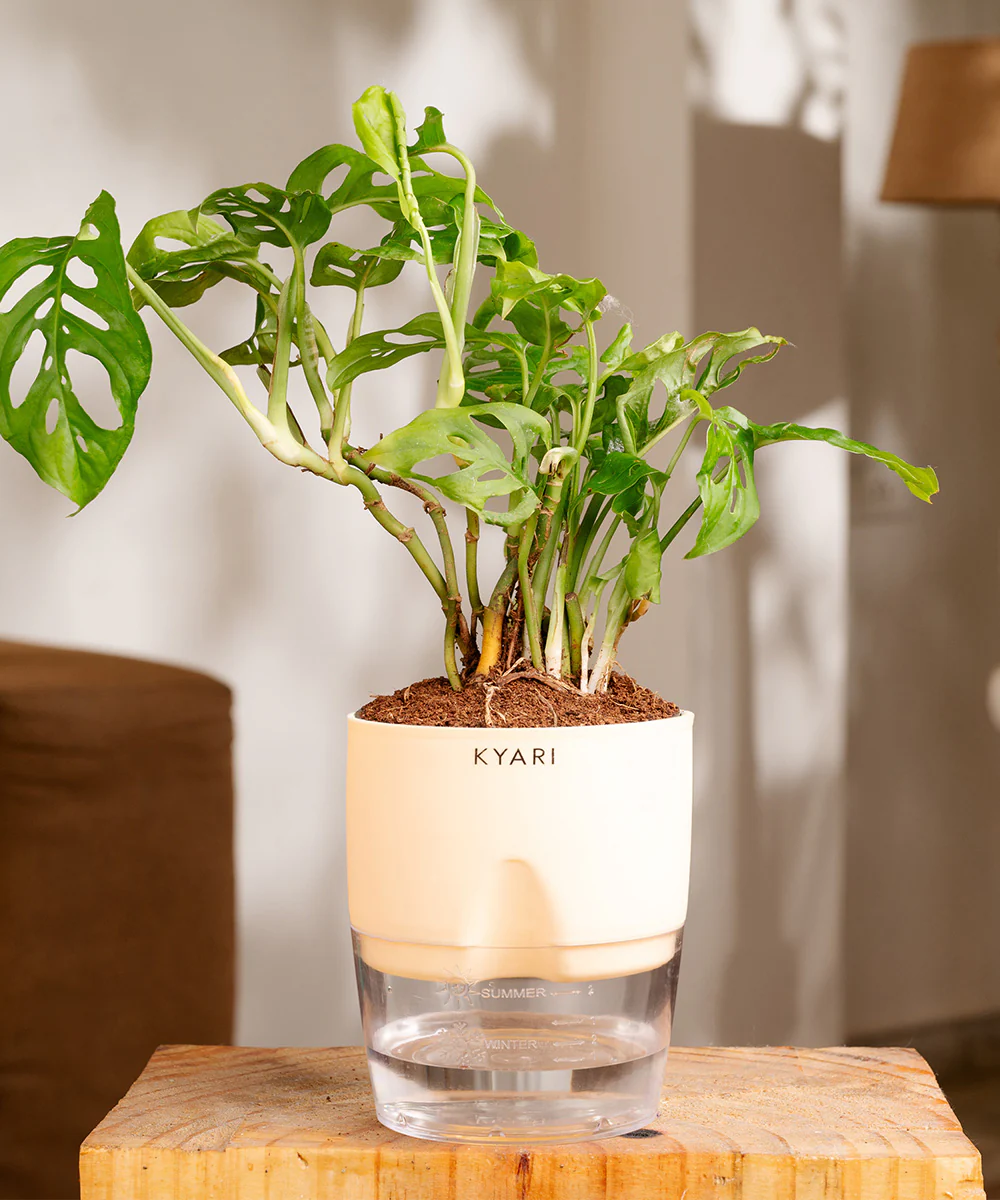 Philodendron Broken Heart Plant With Self Watering Pot - Image 8