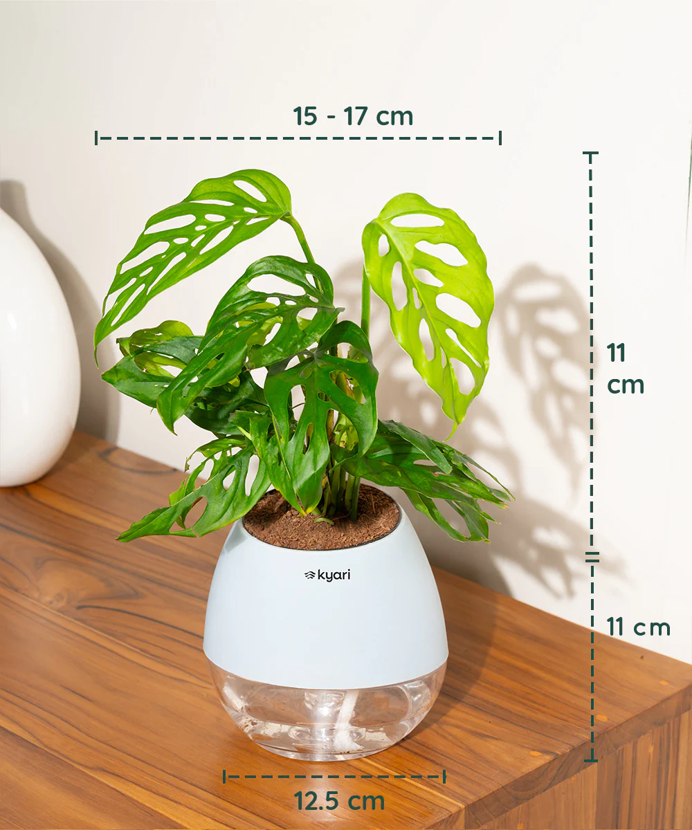 Philodendron Broken Heart Plant With Self Watering Pot - Image 85
