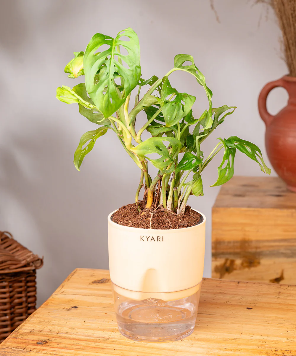 Philodendron Broken Heart Plant With Self Watering Pot - Image 9