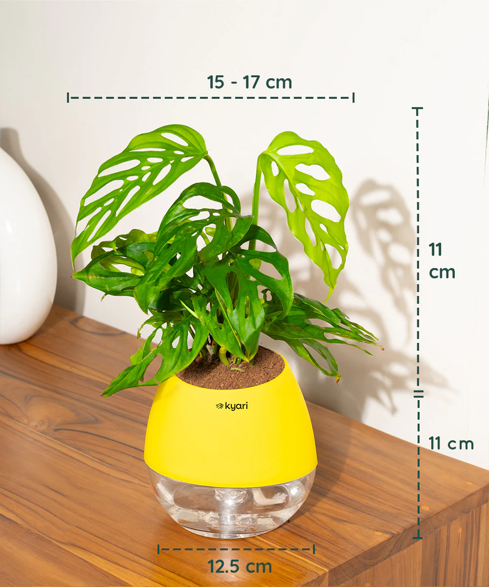 Philodendron Broken Heart Plant With Self Watering Pot - Image 92