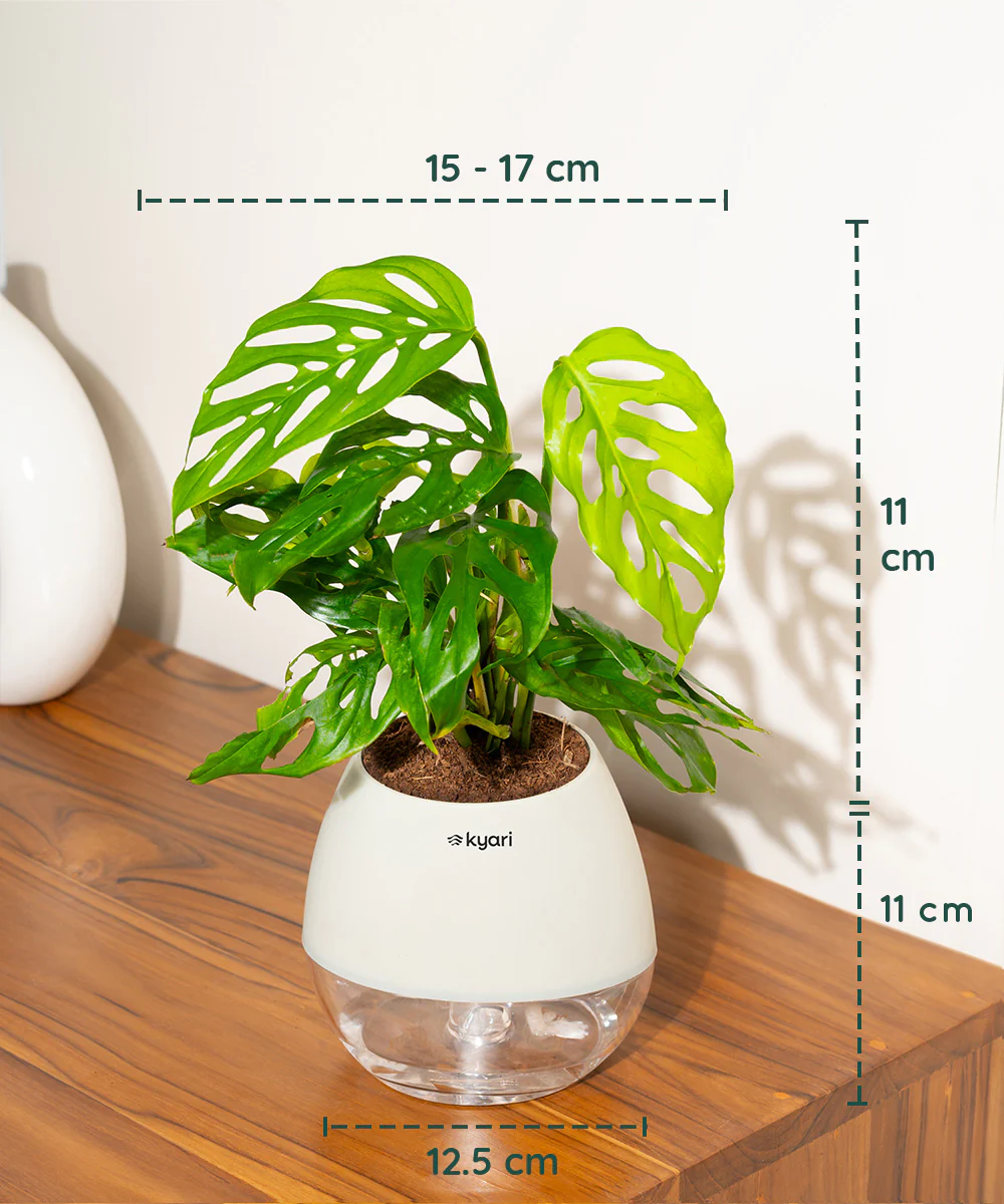 Philodendron Broken Heart Plant With Self Watering Pot - Image 99