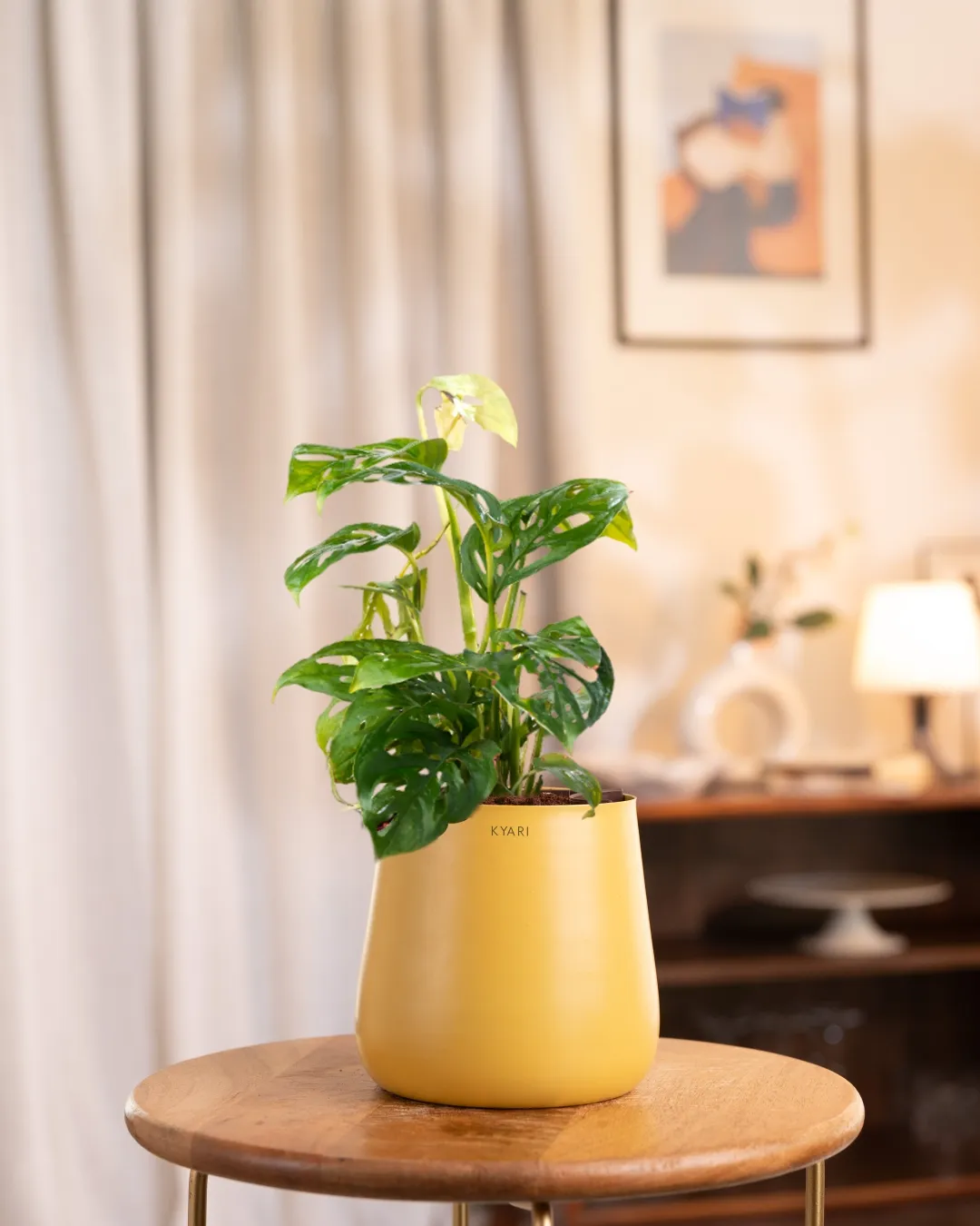 Philodendron Broken Heart Plant with Medium Self Watering Pot - Image 12