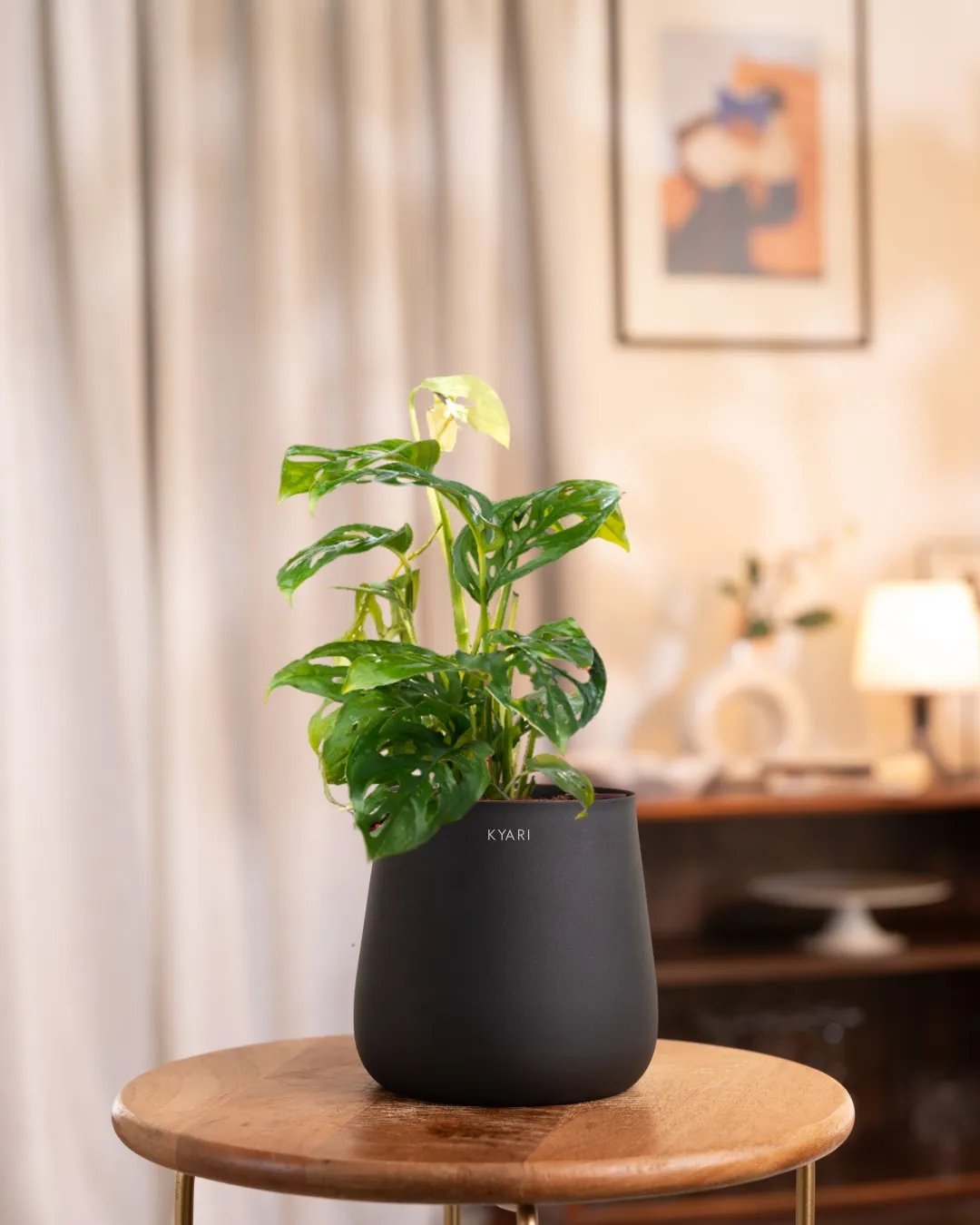 Philodendron Broken Heart Plant with Medium Self Watering Pot - Image 18