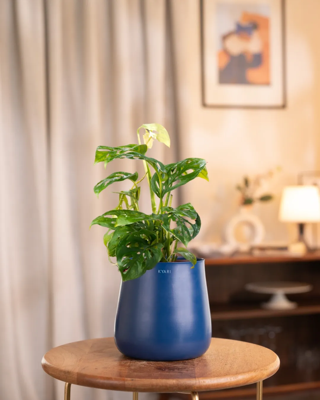 Philodendron Broken Heart Plant with Medium Self Watering Pot - Image 24