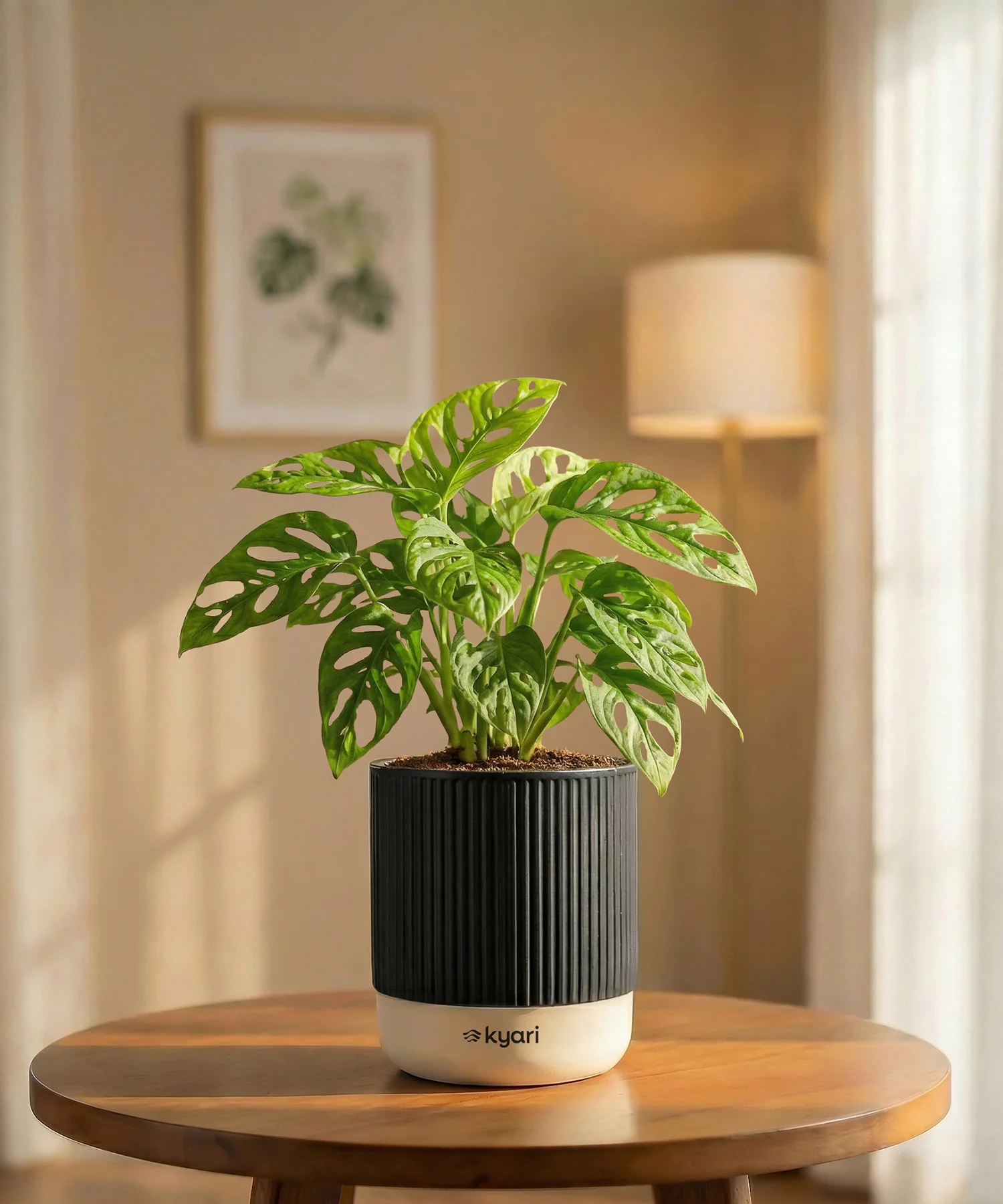 Philodendron Broken Heart Plant with Medium Self Watering Pot - Image 30