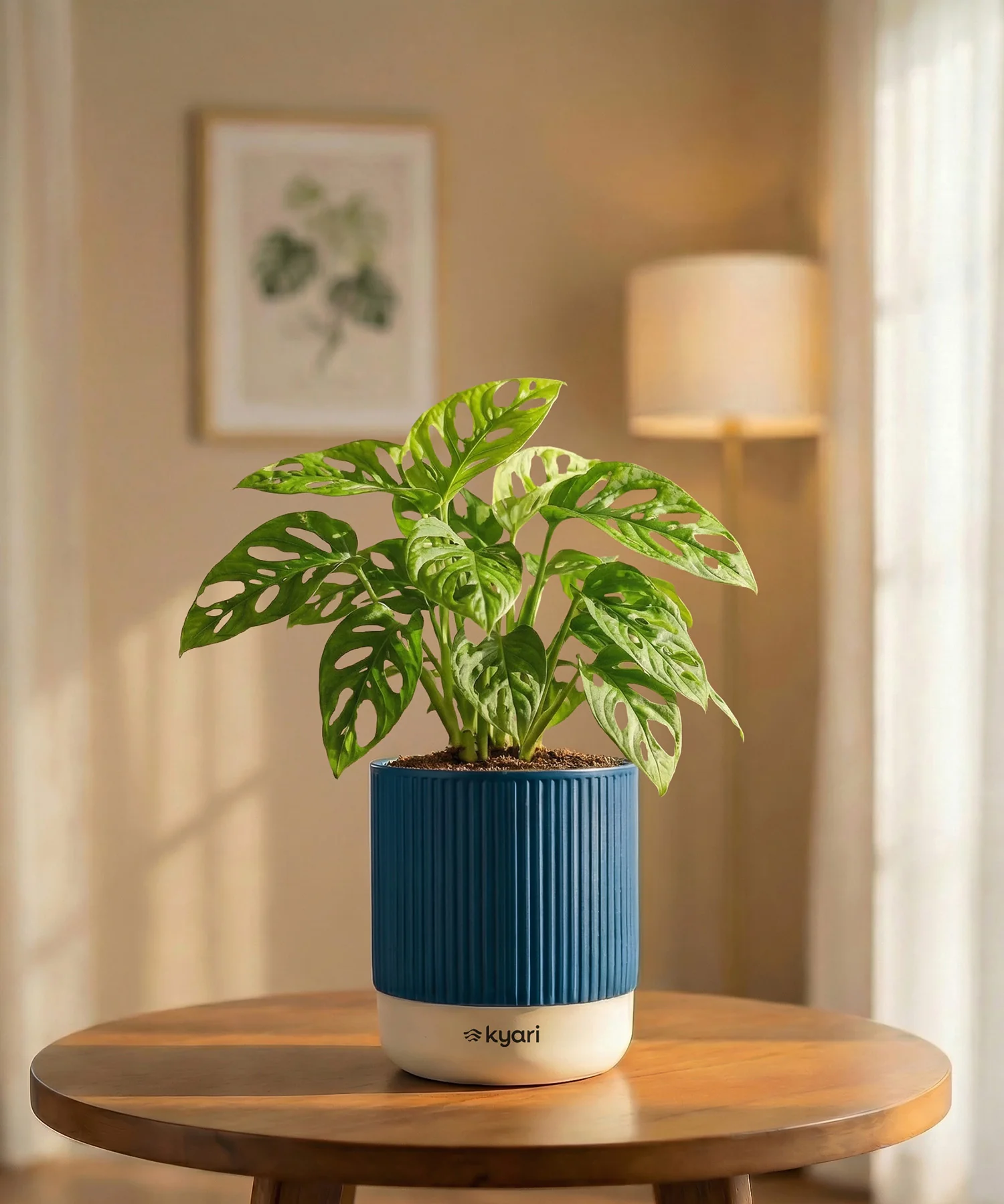 Philodendron Broken Heart Plant with Medium Self Watering Pot - Image 31