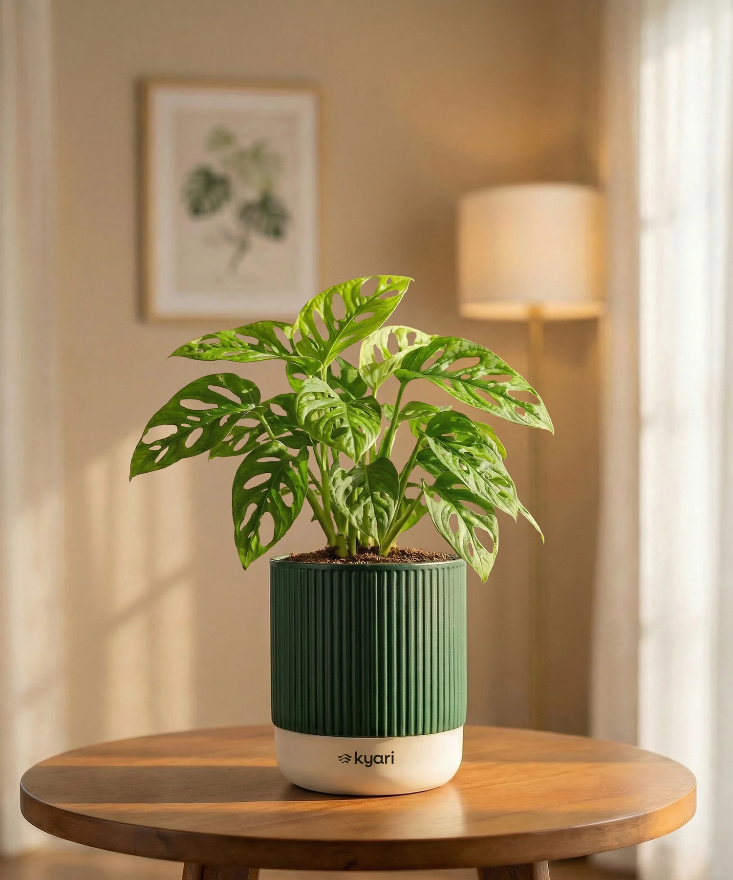 Philodendron Broken Heart Plant with Medium Self Watering Pot - Image 32
