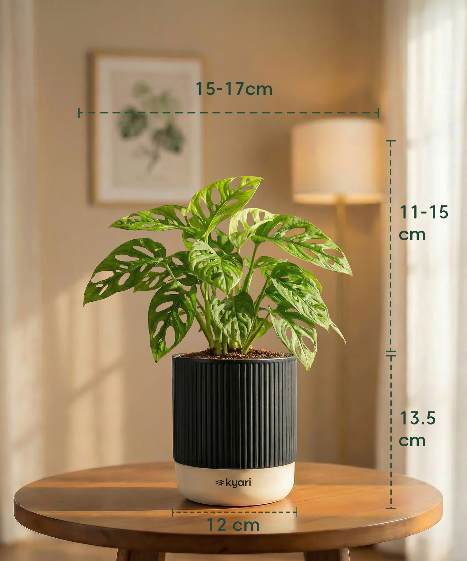 Philodendron Broken Heart Plant with Medium Self Watering Pot - Image 34