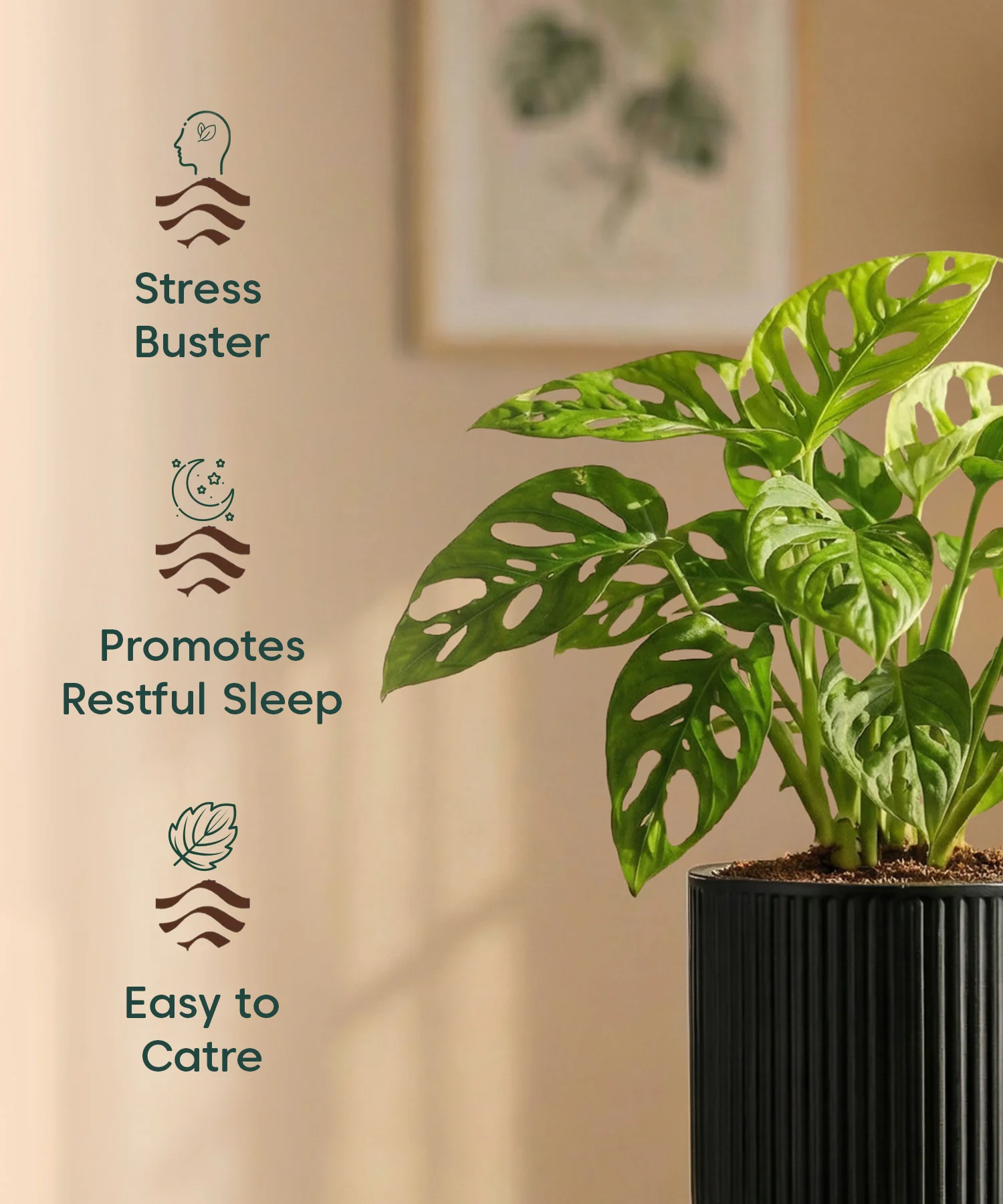 Philodendron Broken Heart Plant with Medium Self Watering Pot - Image 35