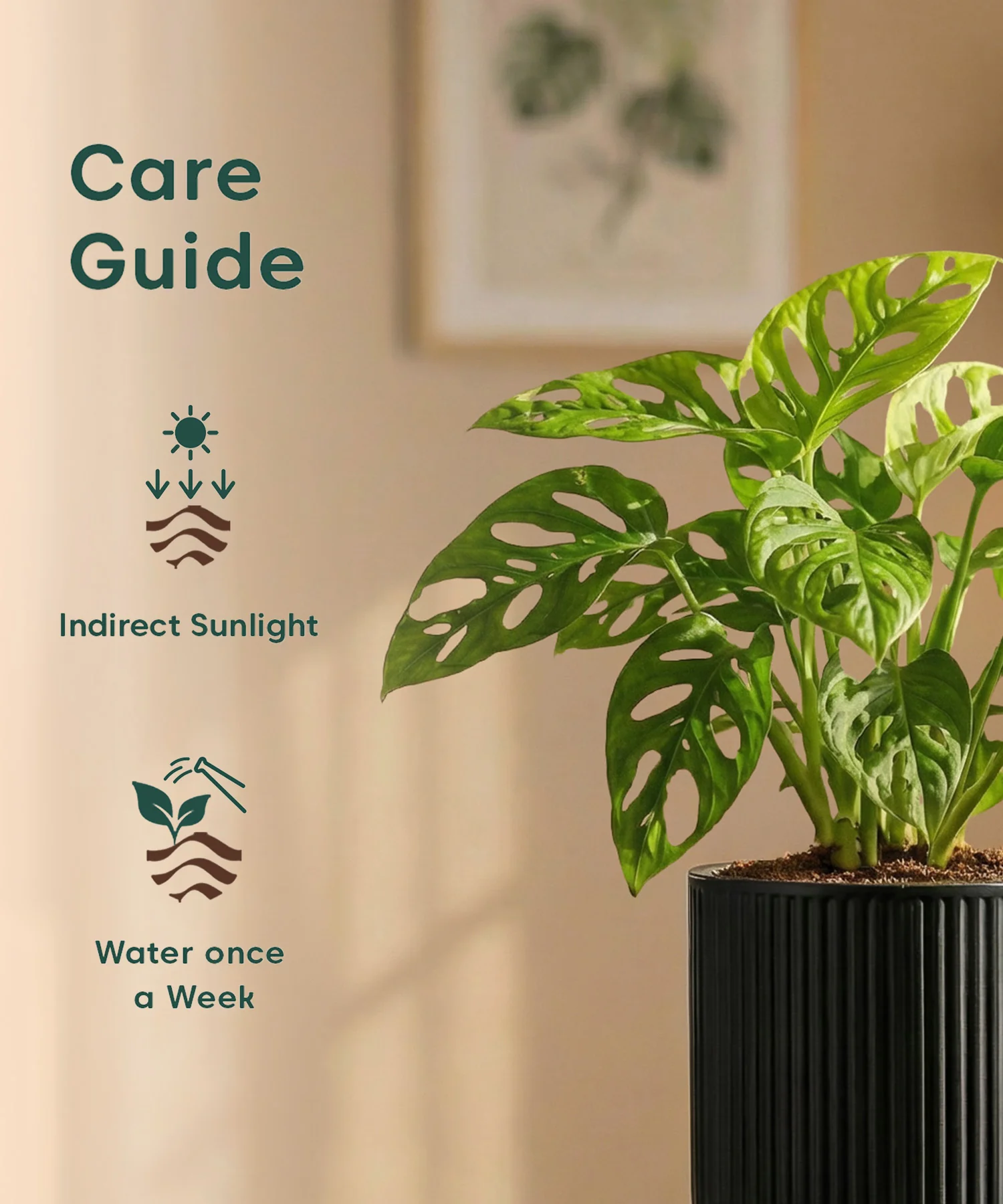 Philodendron Broken Heart Plant with Medium Self Watering Pot - Image 36
