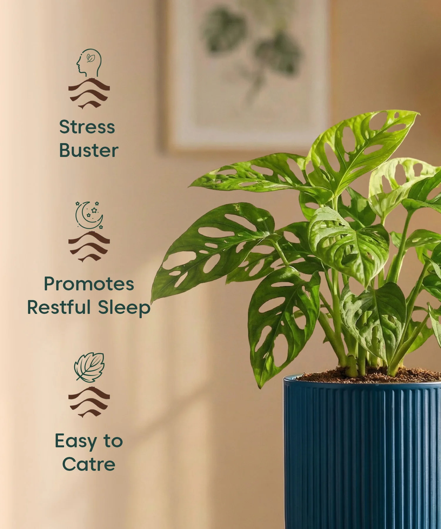 Philodendron Broken Heart Plant with Medium Self Watering Pot - Image 39