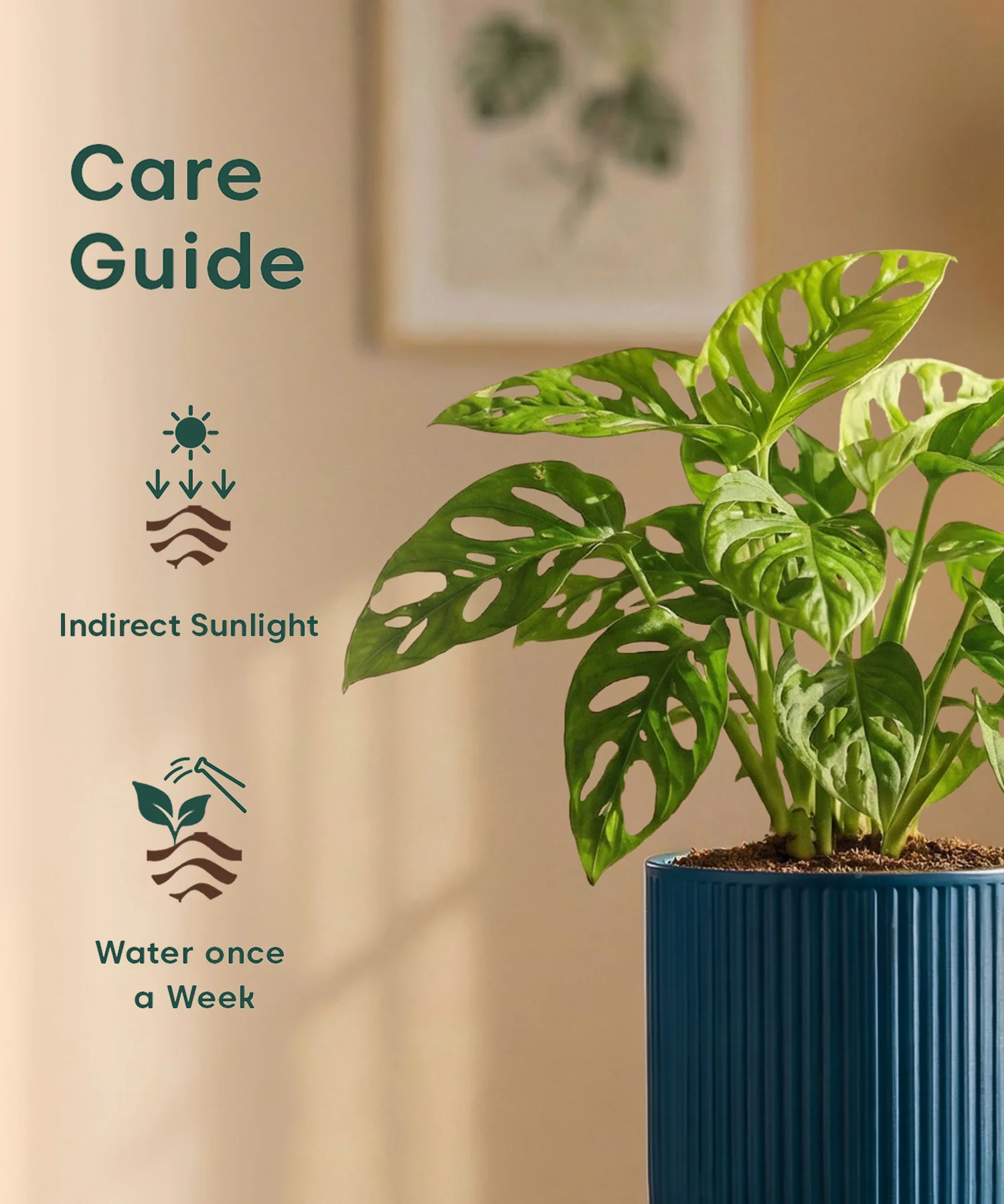Philodendron Broken Heart Plant with Medium Self Watering Pot - Image 40