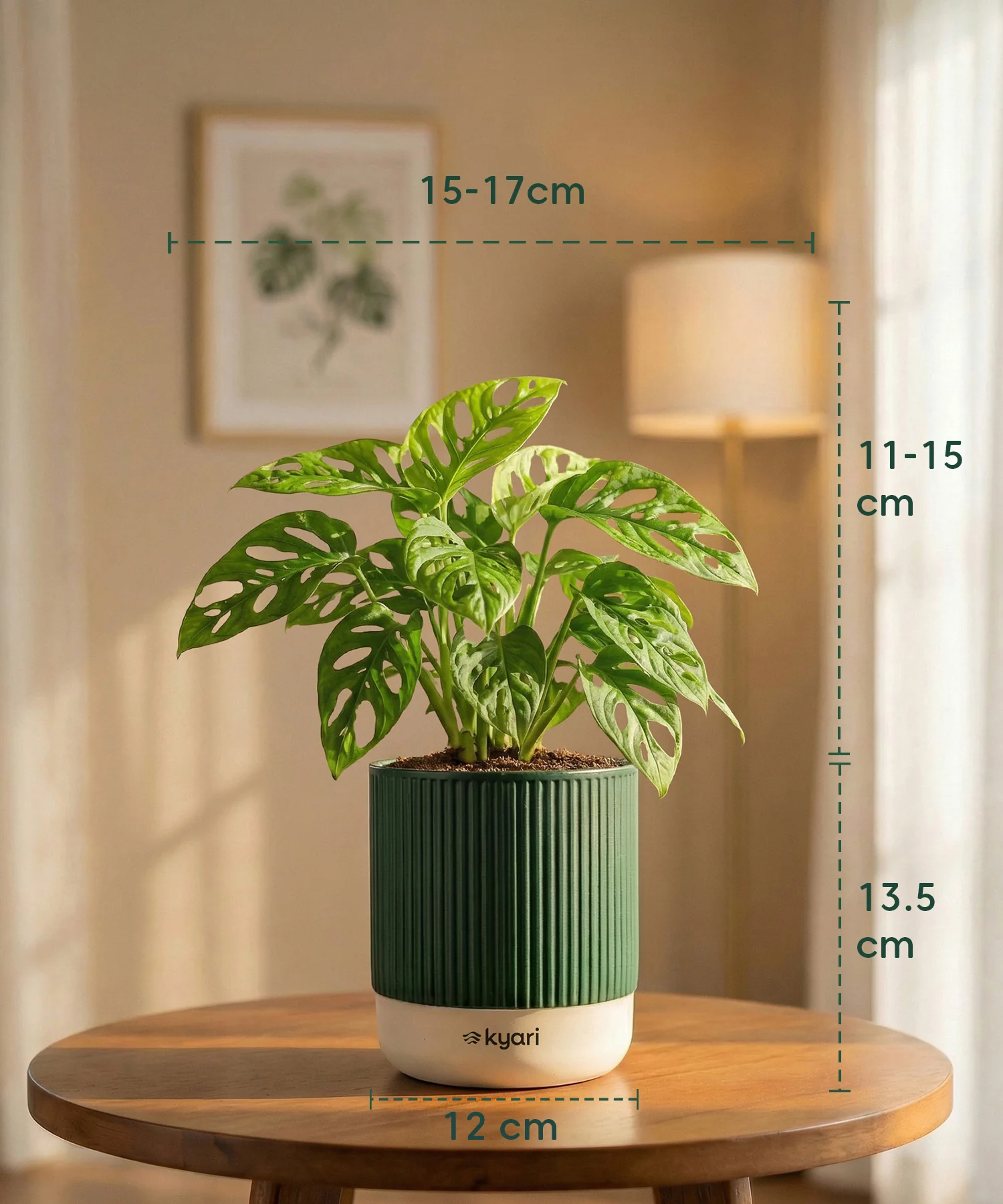 Philodendron Broken Heart Plant with Medium Self Watering Pot - Image 42