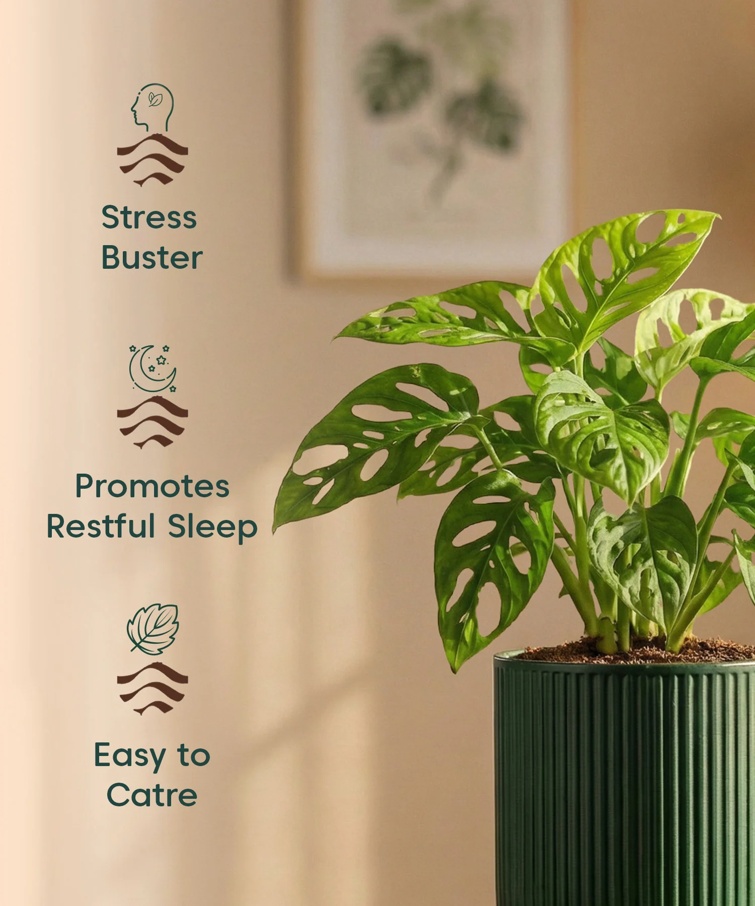 Philodendron Broken Heart Plant with Medium Self Watering Pot - Image 43