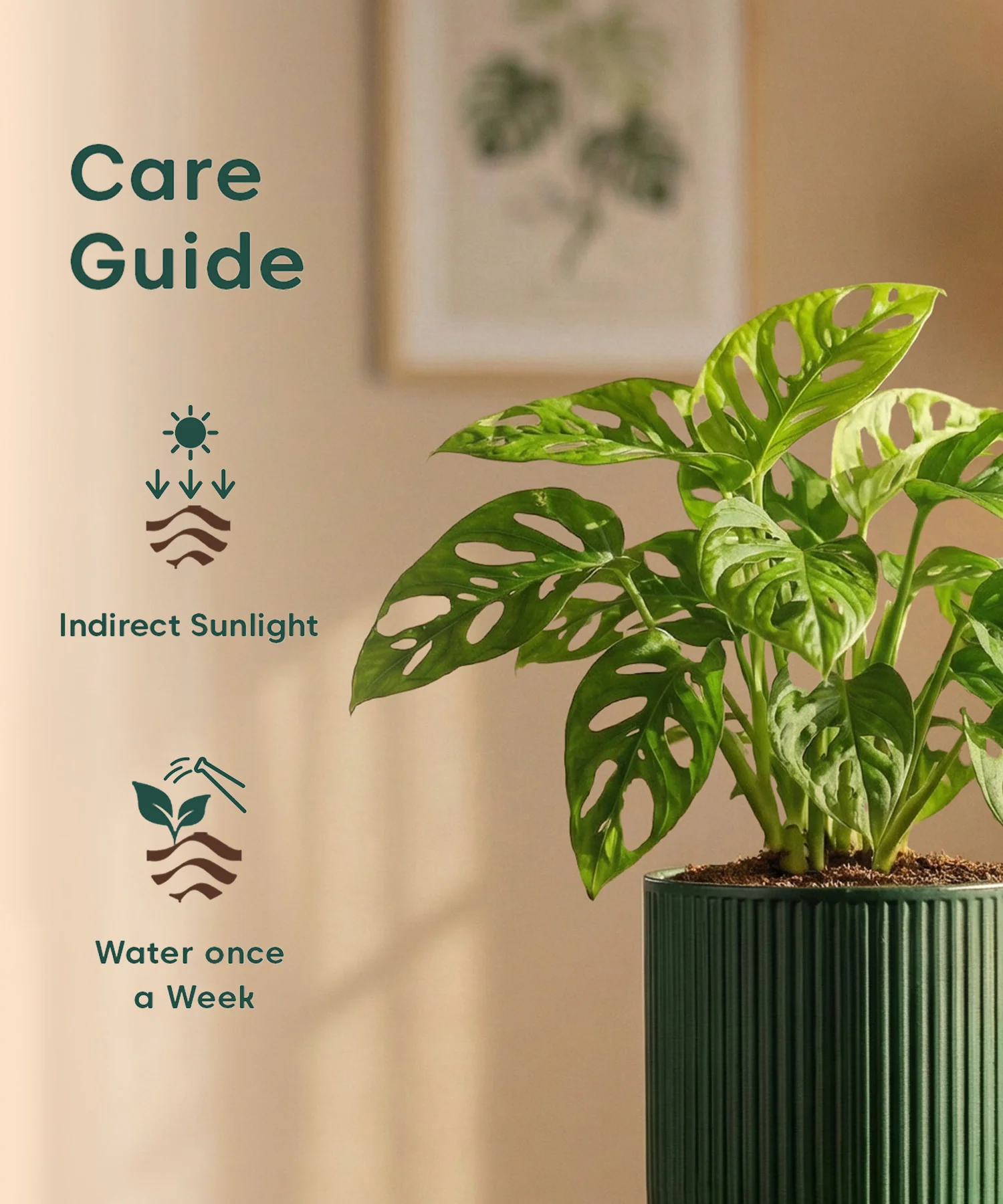 Philodendron Broken Heart Plant with Medium Self Watering Pot - Image 44