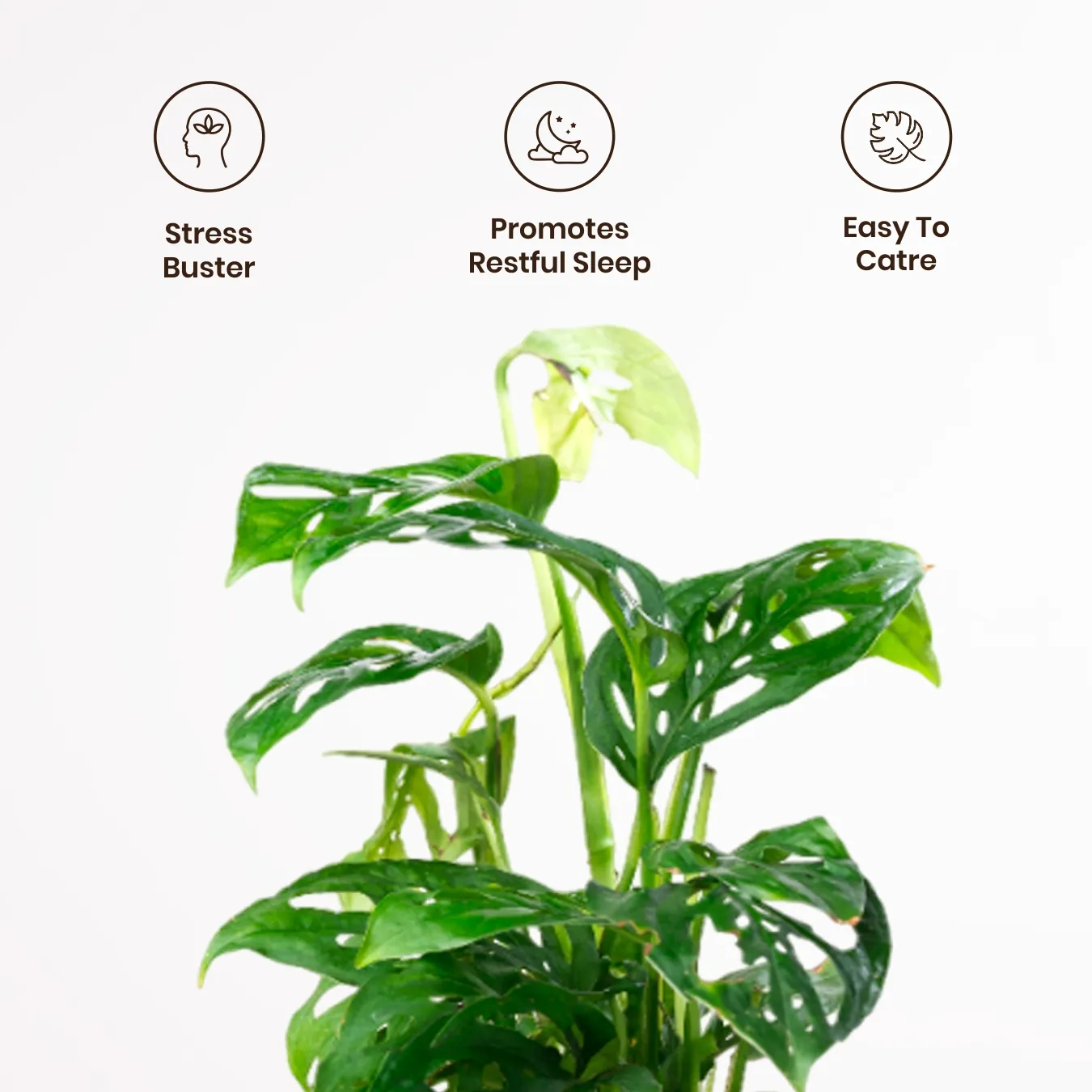 Philodendron Broken Heart Plant with Medium Self Watering Pot - Image 8