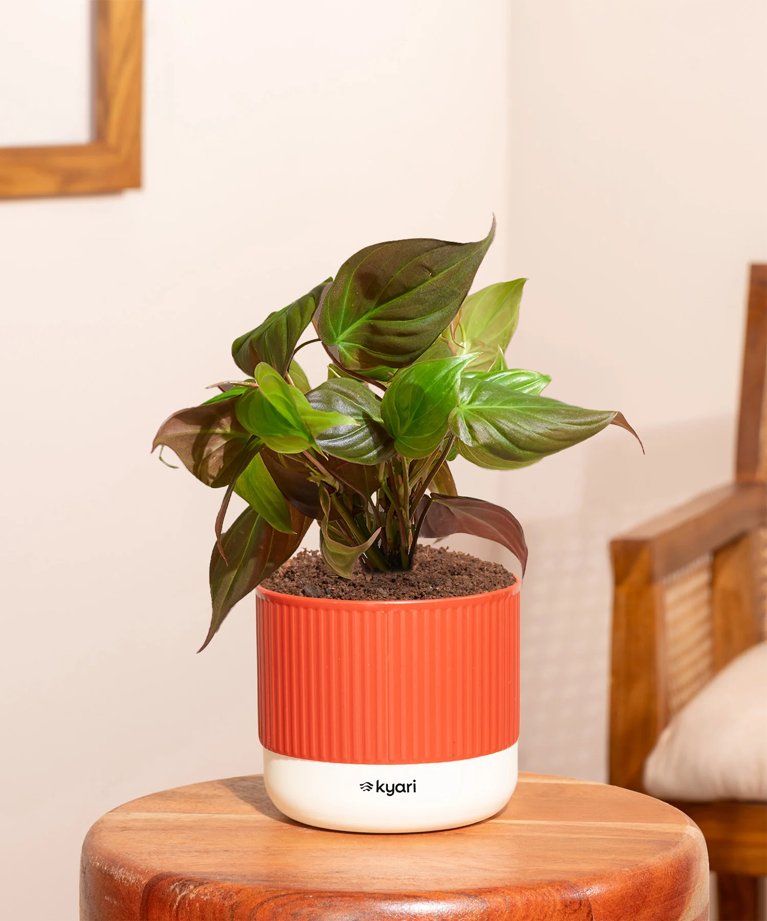Top selling - selfwatering