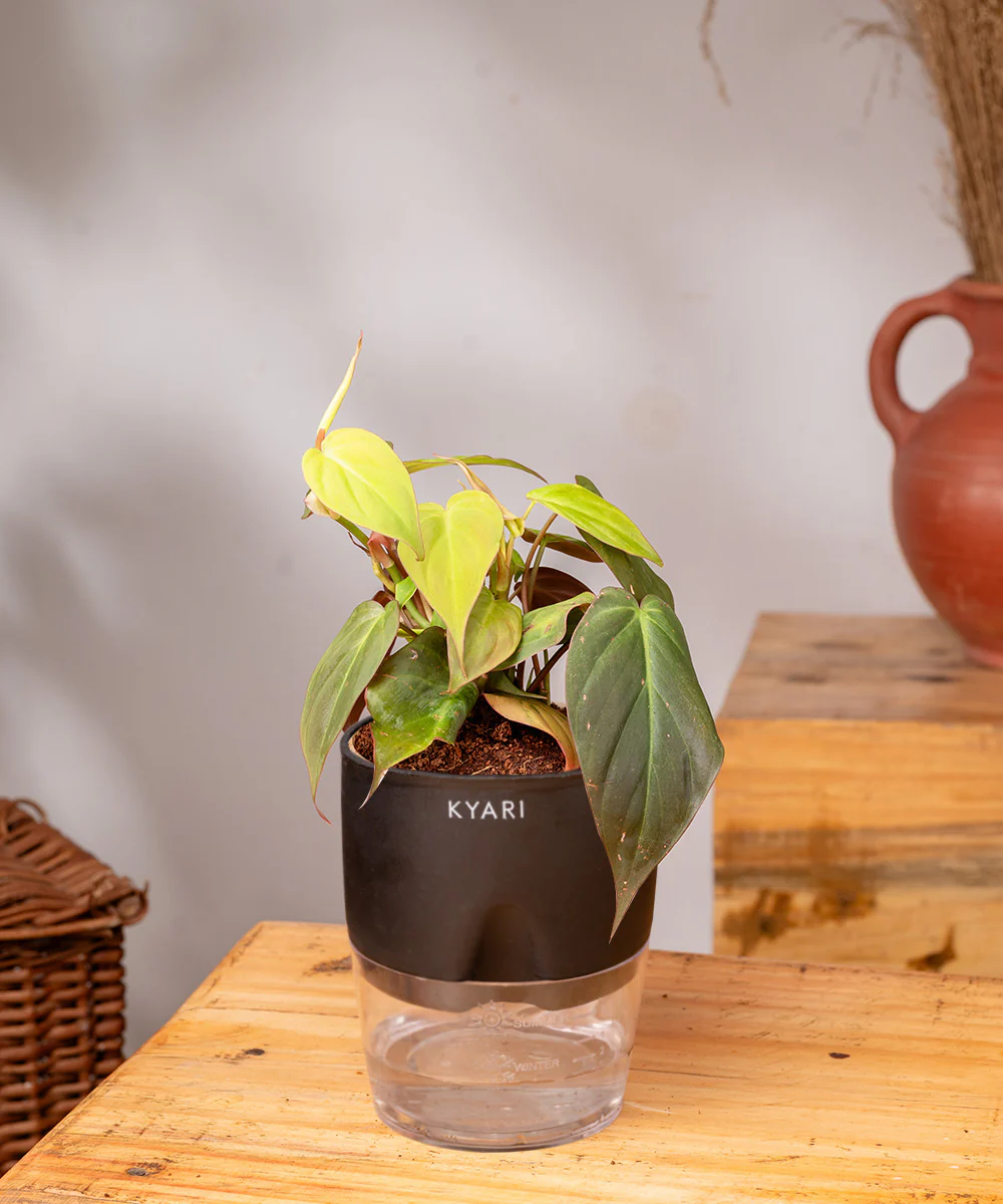 Philodendron Micans Plant With Self Watering Pot - Image 10