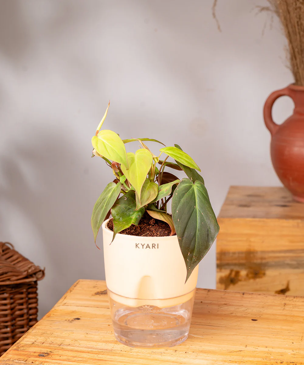 Philodendron Micans Plant With Self Watering Pot - Image 16
