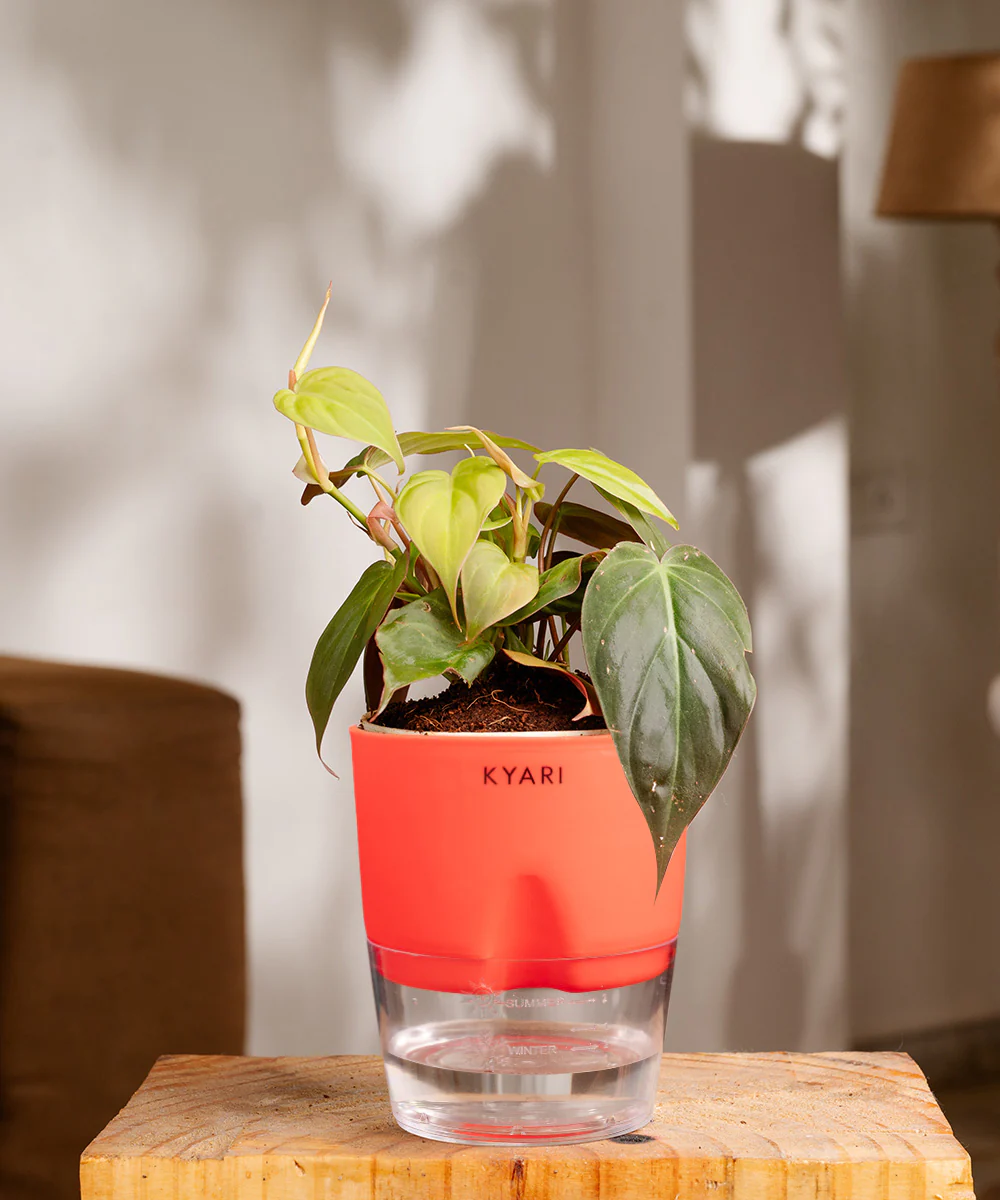 Philodendron Micans Plant With Self Watering Pot - Image 22