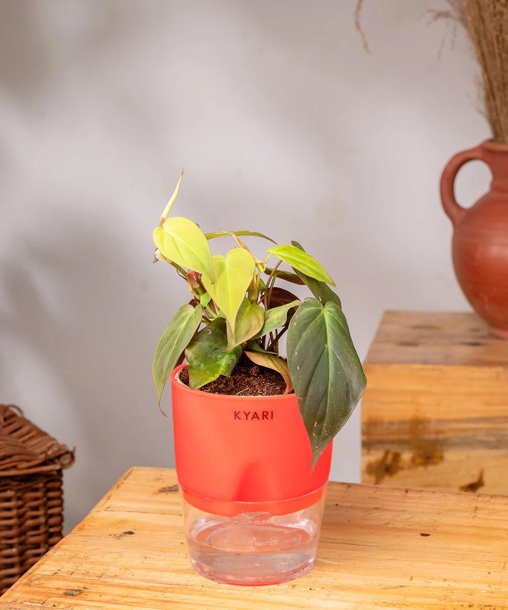 Philodendron Micans Plant With Self Watering Pot - Image 23