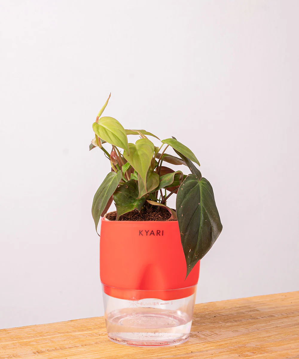 Philodendron Micans Plant With Self Watering Pot - Image 24