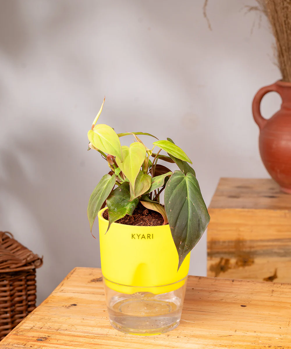 Philodendron Micans Plant With Self Watering Pot - Image 30