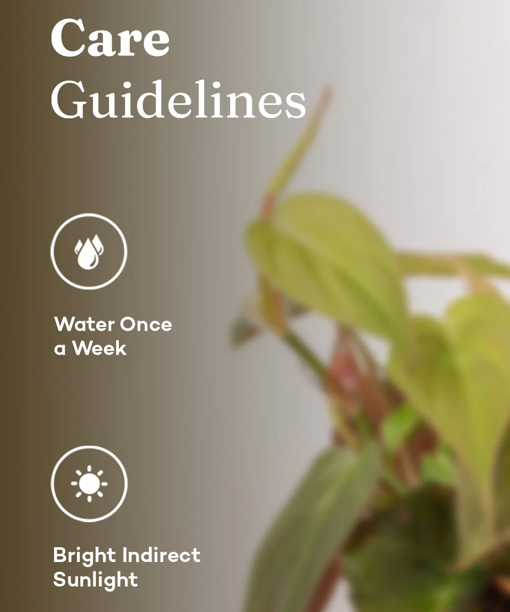 Philodendron Micans Plant With Self Watering Pot - Image 33