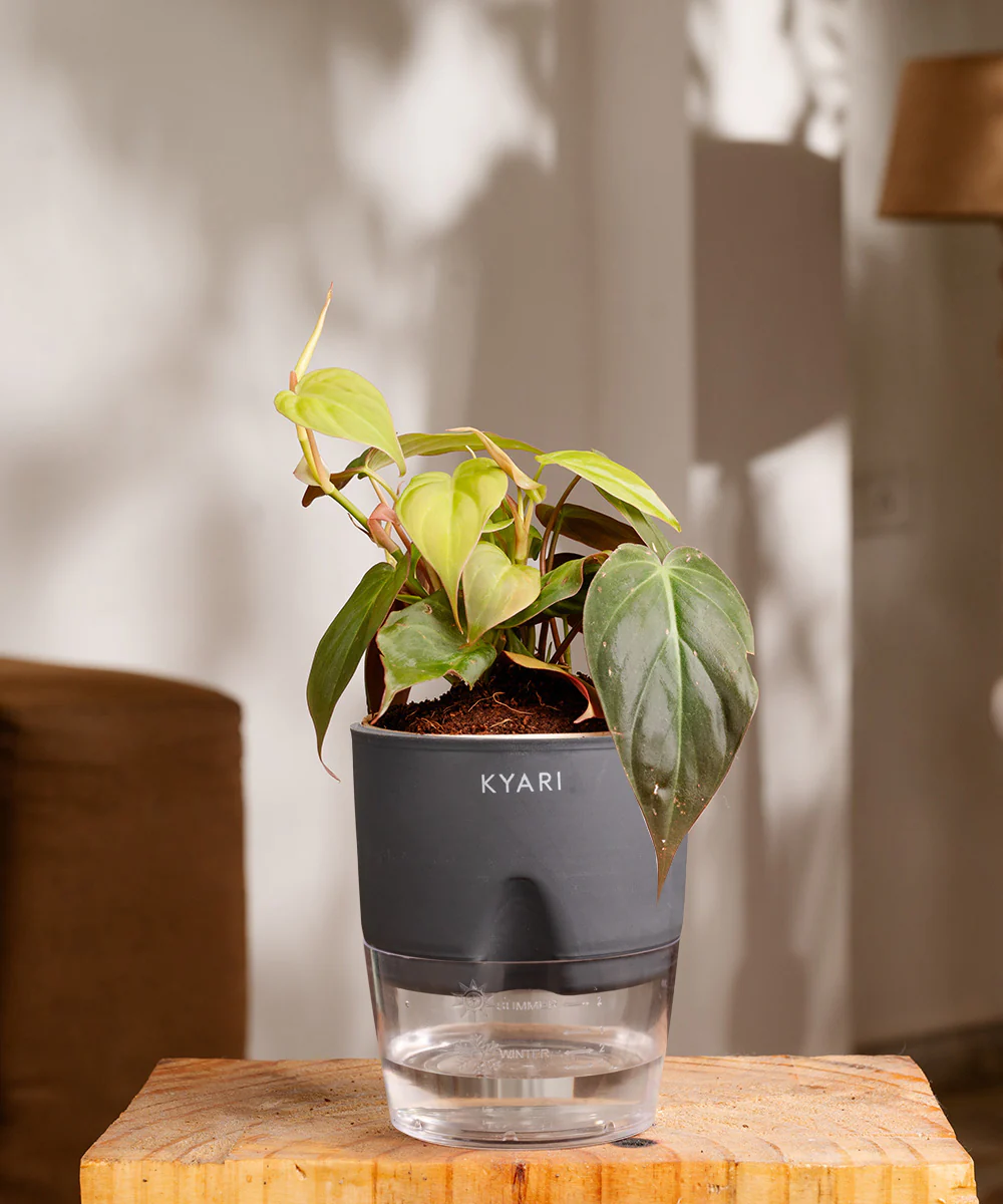 Philodendron Micans Plant With Self Watering Pot - Image 36